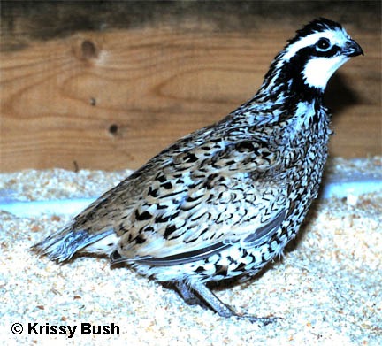 Shipping now Details about   12 Mexican Speckled Bobwhite Quail Hatching Eggs 