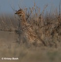 Alberta Sharp-tailed Grouse Pictures