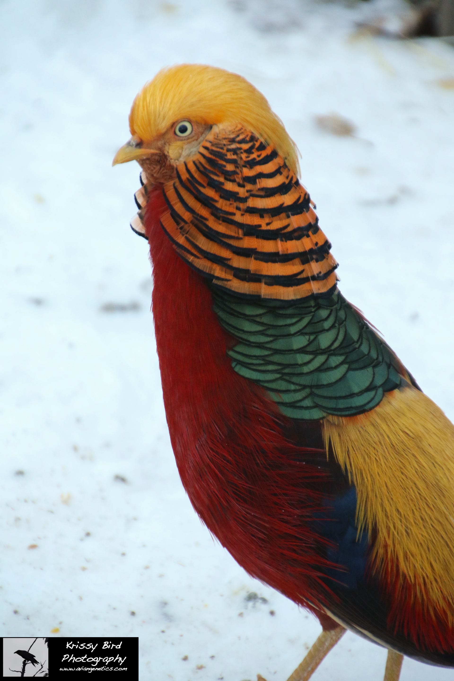 Pheasant Ridge - Red Golden Pheasant Male