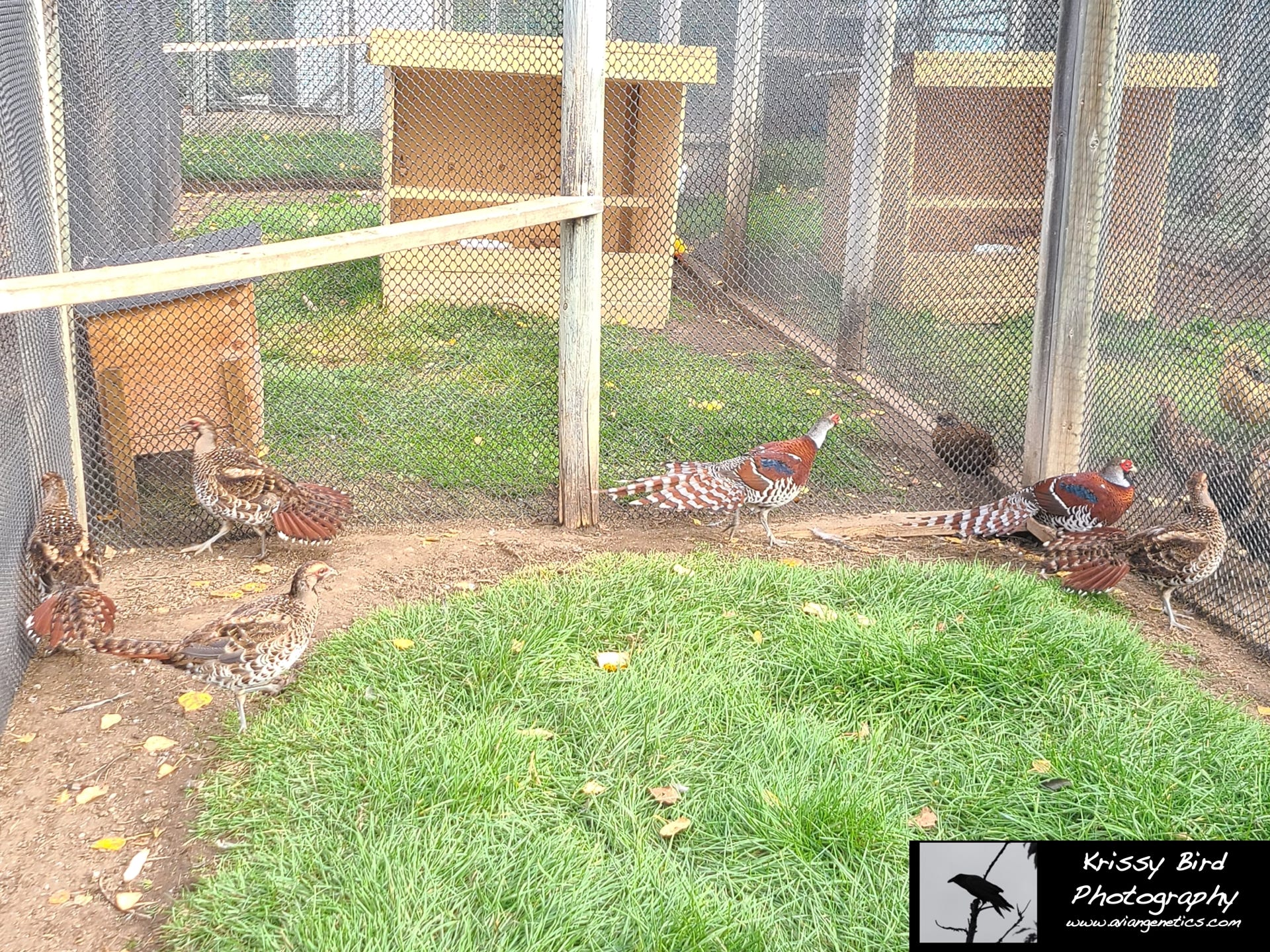 Pheasant Ridge - Elliot Pheasant Chicks
