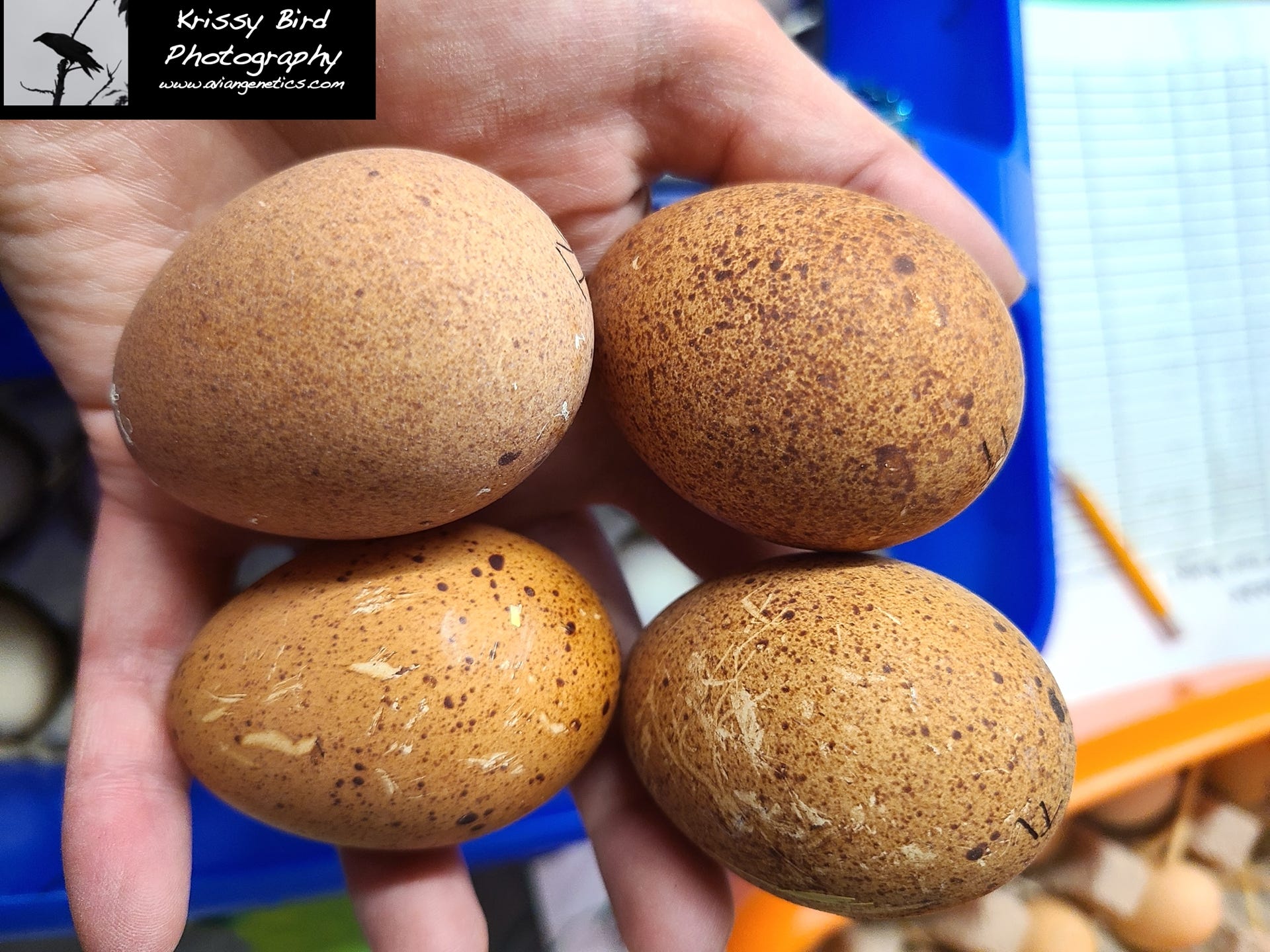 Pheasant Ridge - Temminck's Tragopan Pheasant Eggs