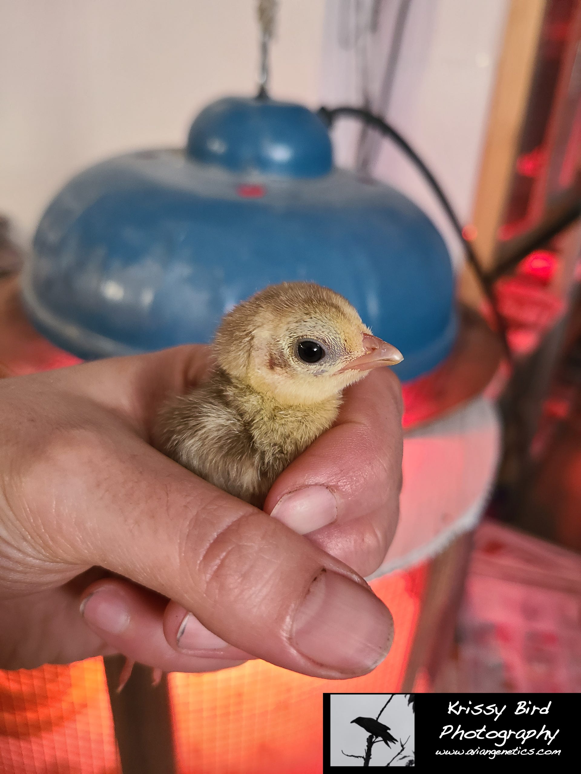Pheasant Ridge - Yellow Golden Pheasant Chick