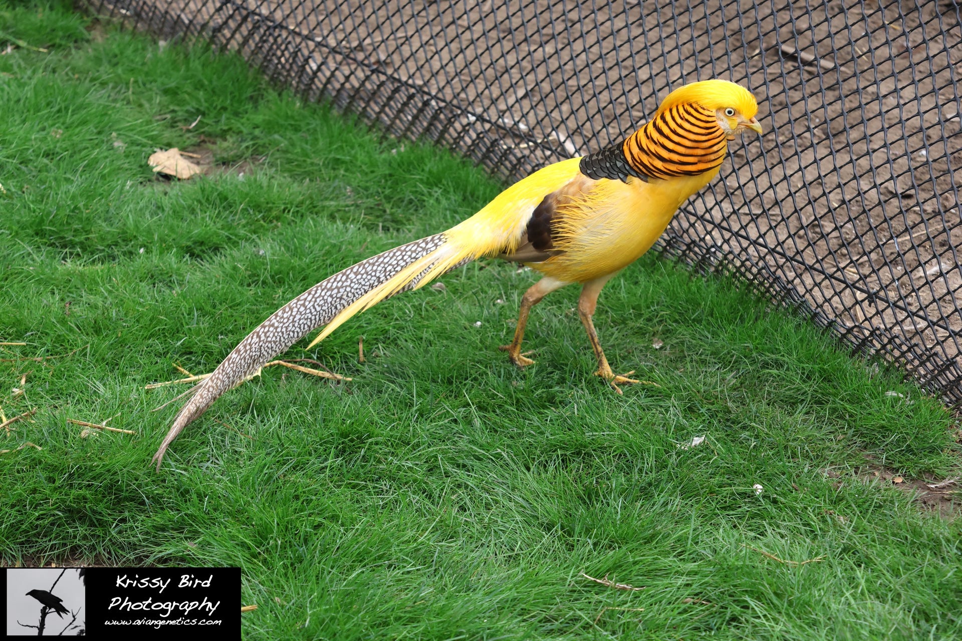 Pheasant Ridge - Yellow Golden Pheasant Male
