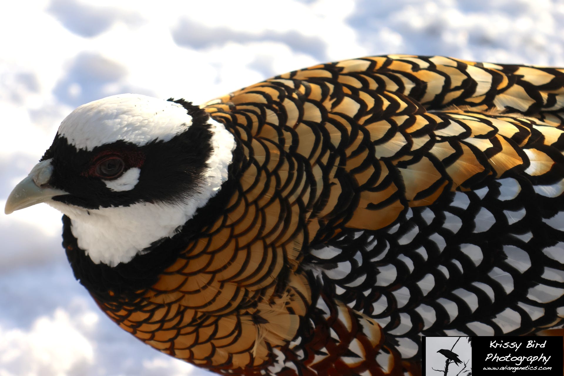 Pheasant Ridge - Reeves Pheasant Male