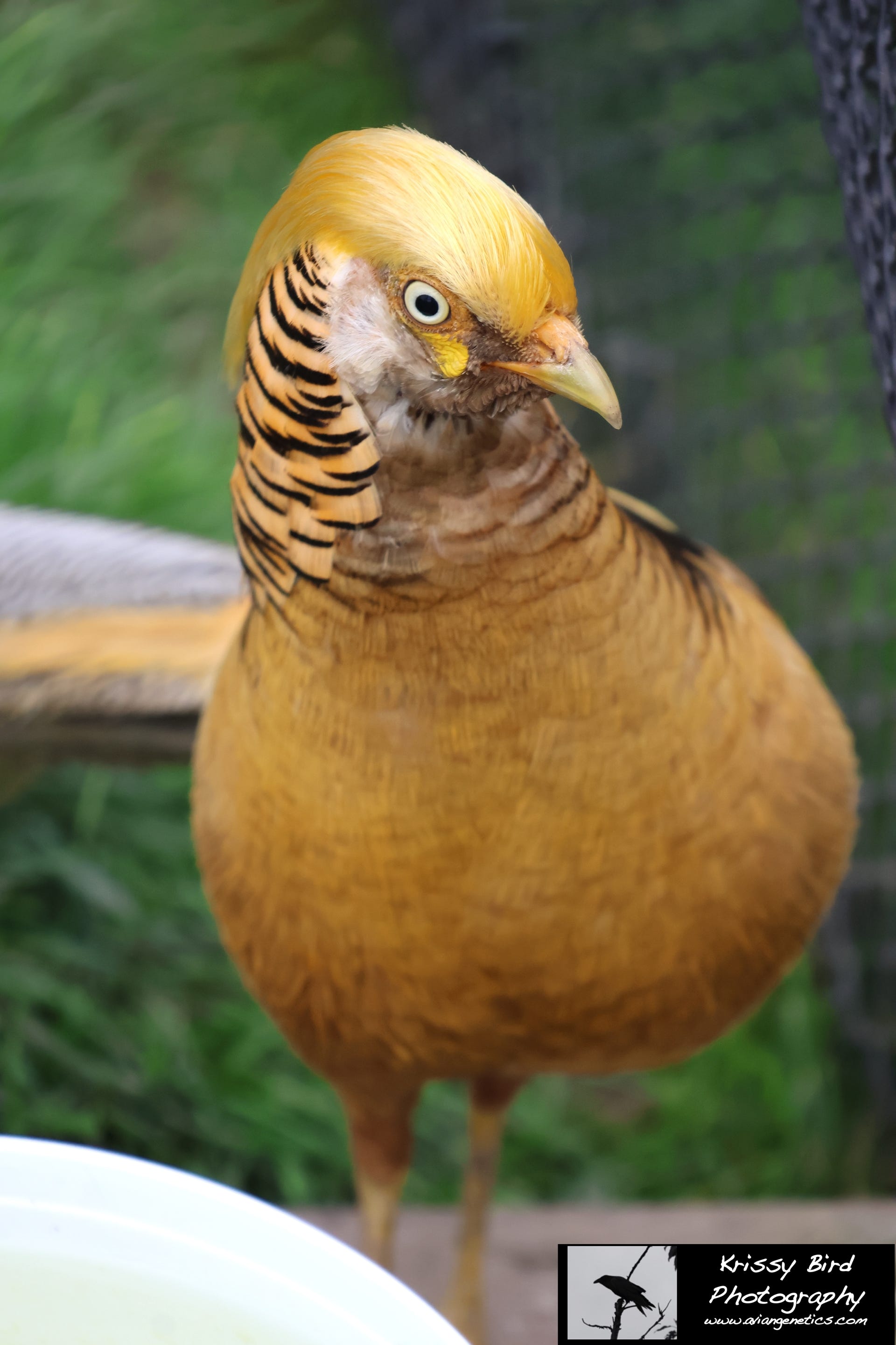 Pheasant Ridge - Yellow Flame Golden Pheasant Male