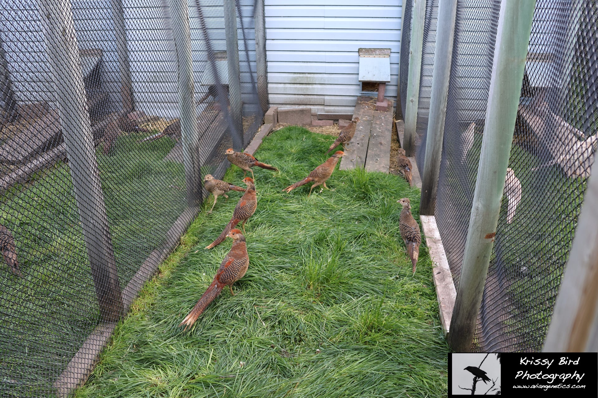 Pheasant Ridge - Red Golden Pheasant Chicks