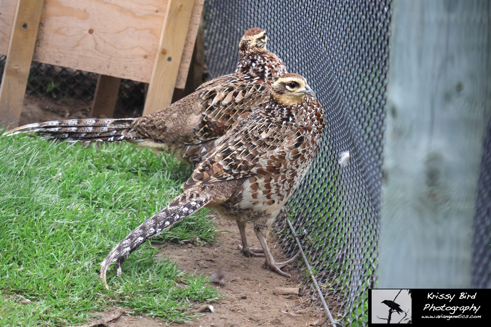 Pheasant Ridge - Reeves Pheasant Females
