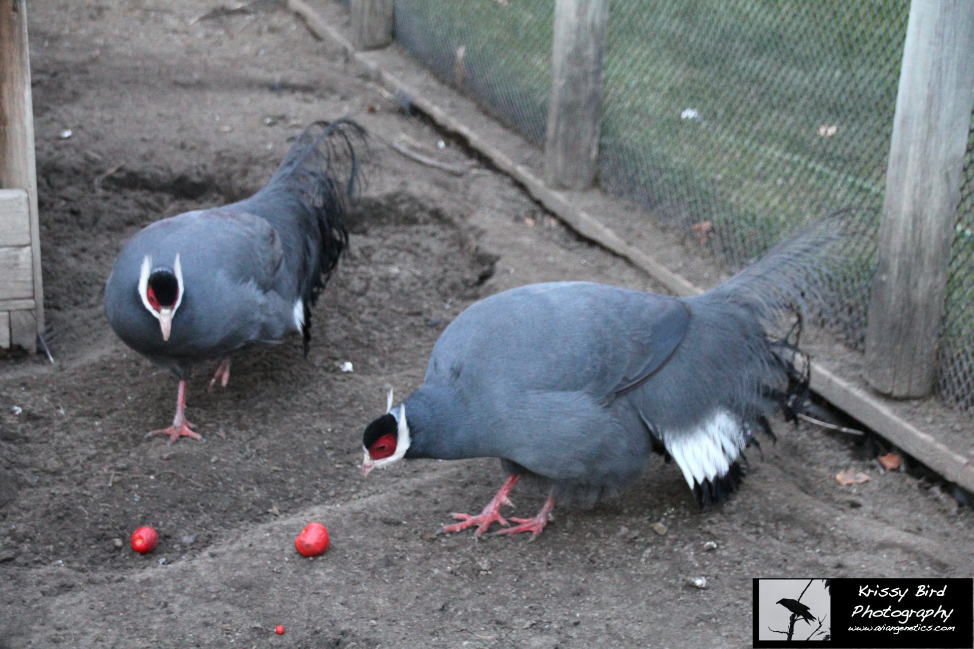 Pheasant Ridge - Blue Eared Pheasant Pair