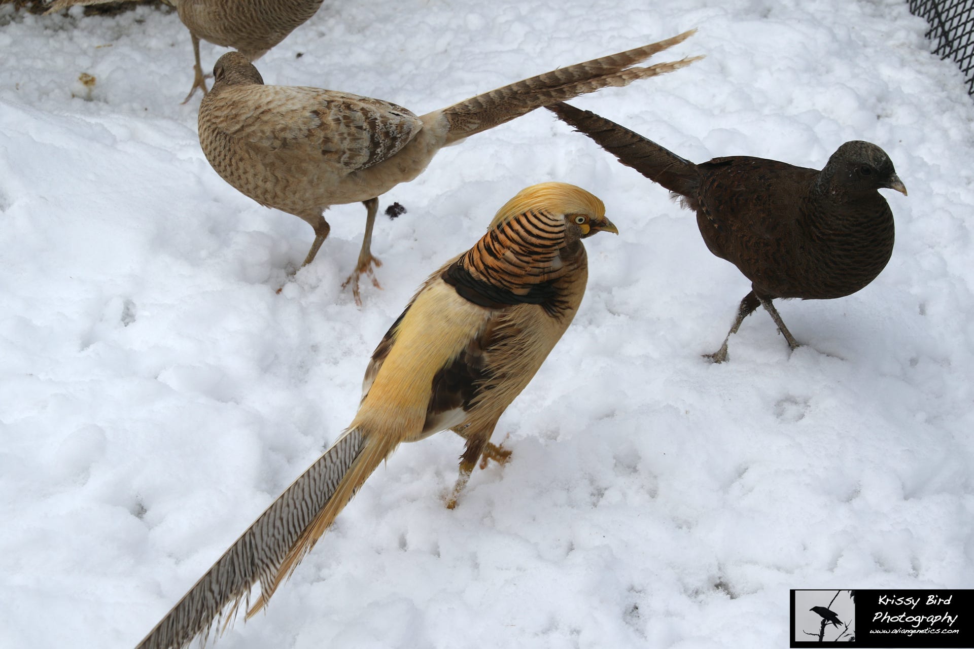 Pheasant Ridge - Yellow Flame Golden Pheasants