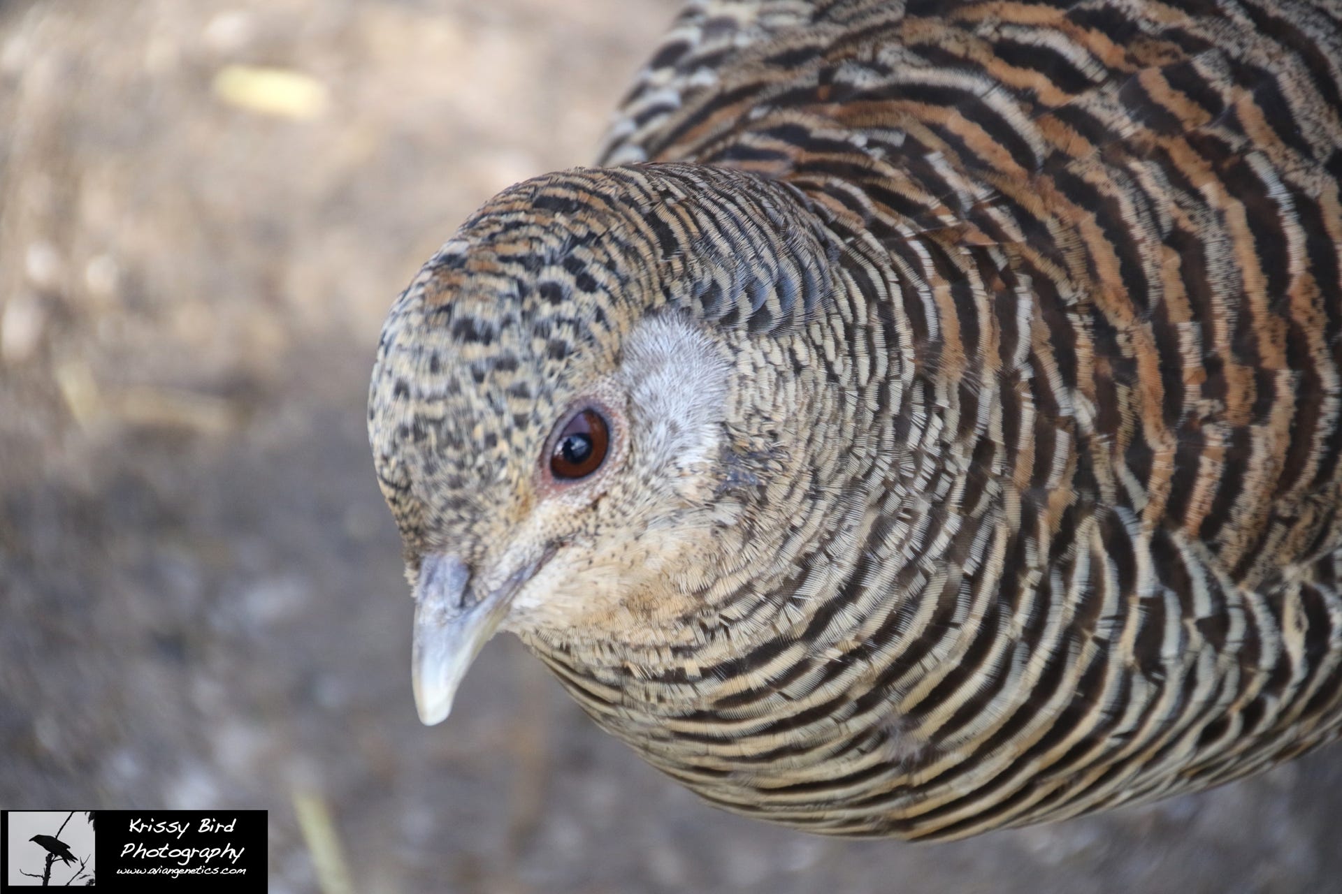 Pheasant Ridge - Red Golden Pheasant Female