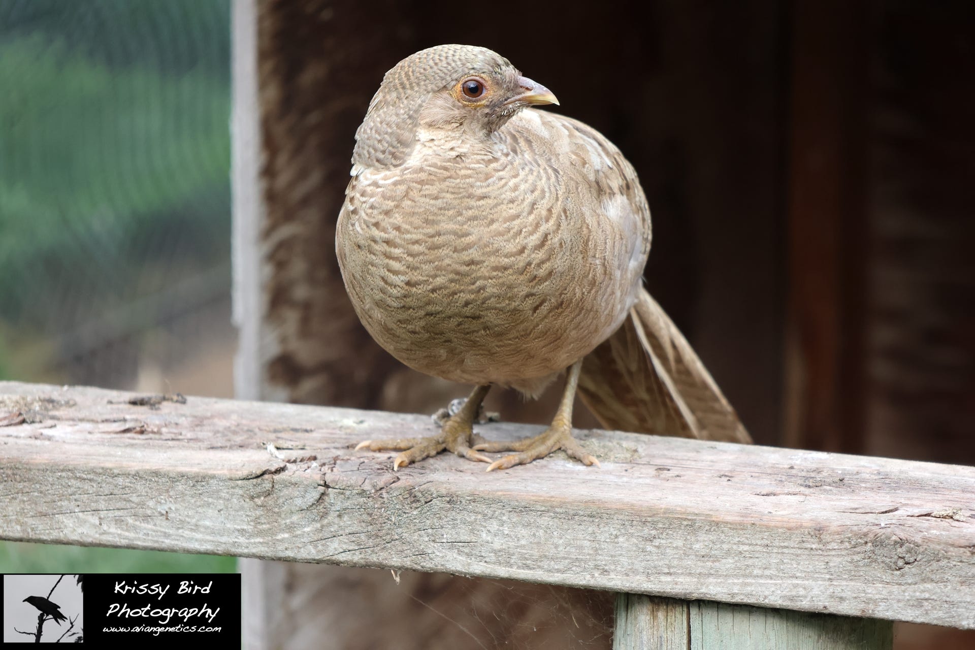 Pheasant Ridge - Yellow Flame Golden Pheasant Female
