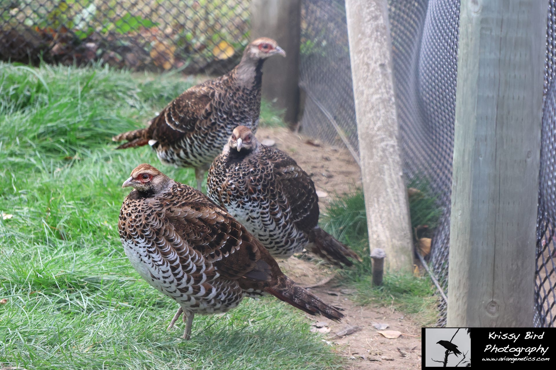 Pheasant Ridge - Elliot Pheasant Females