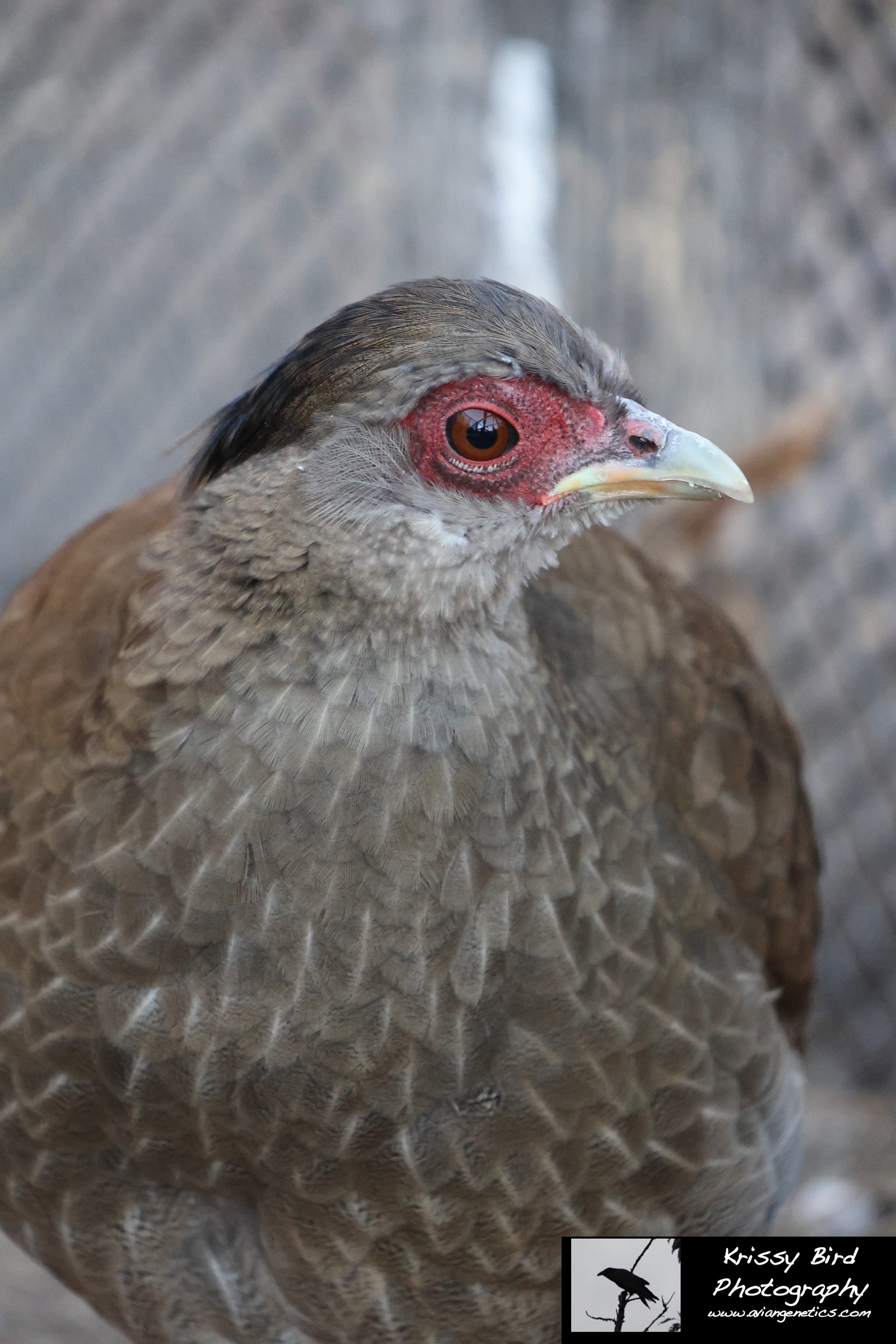 Pheasant Ridge - Silver Pheasant Female