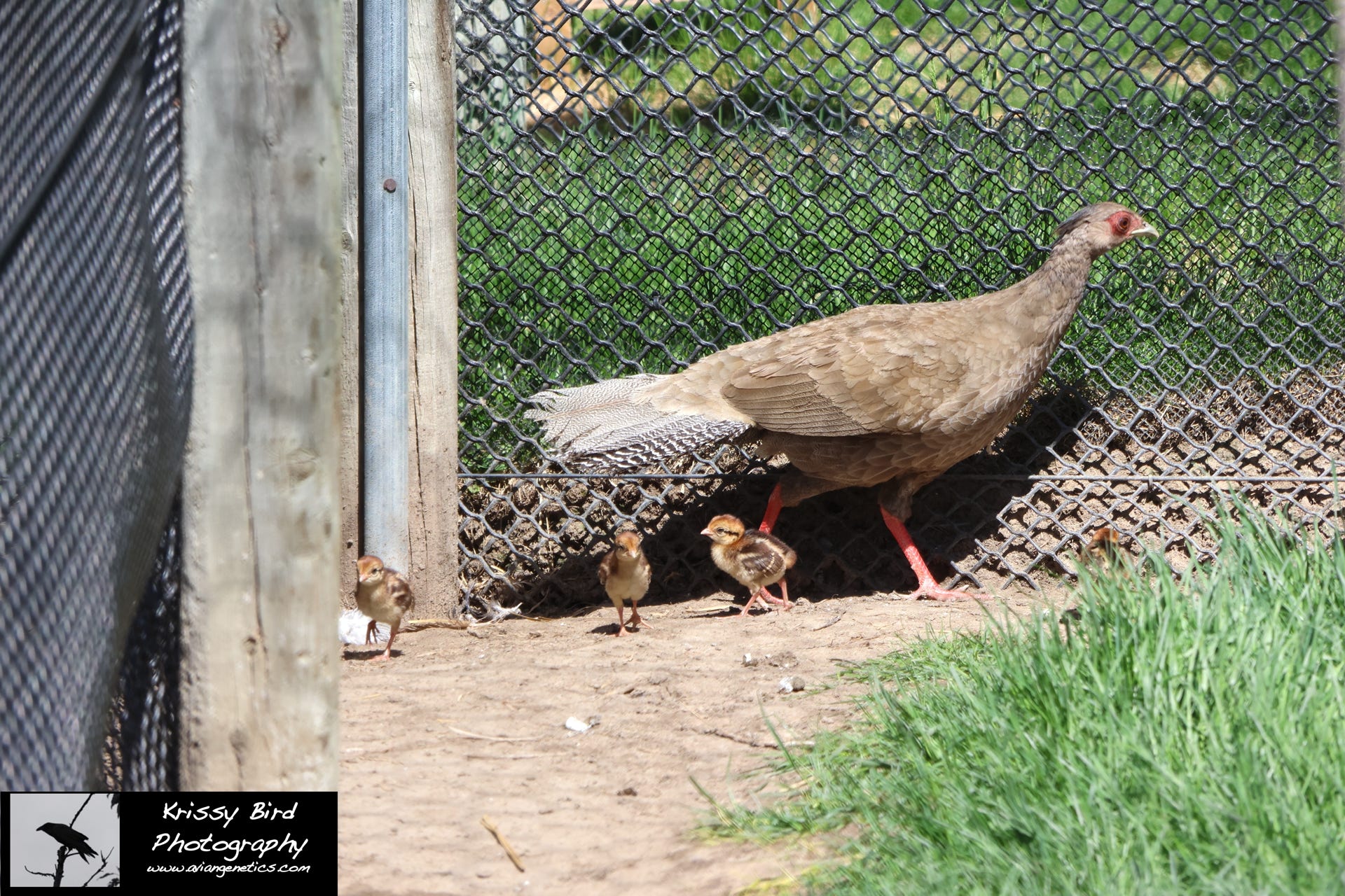 Pheasant Ridge - Silver Pheasant Chicks