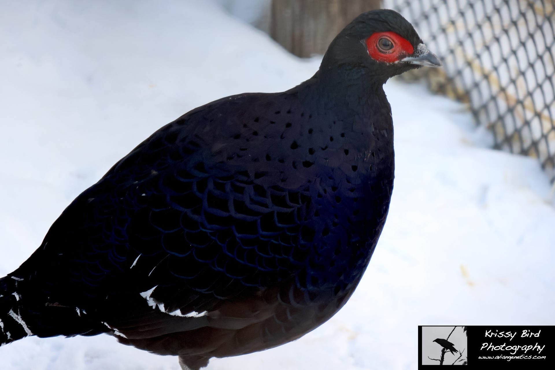 Pheasant Ridge Mikado Pheasant Male