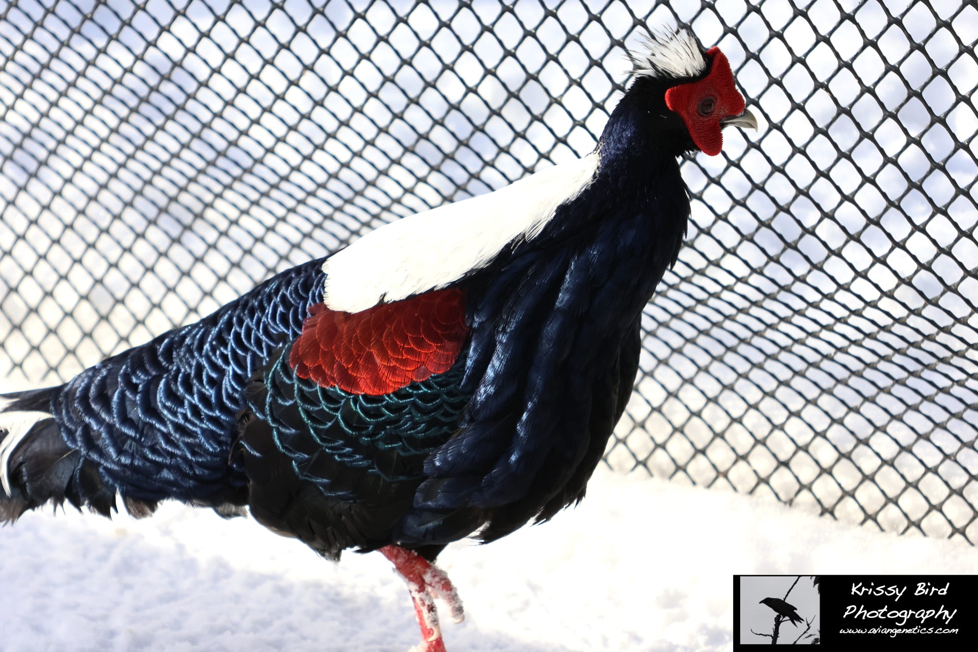 Pheasant Ridge Swinhoe Pheasant Male