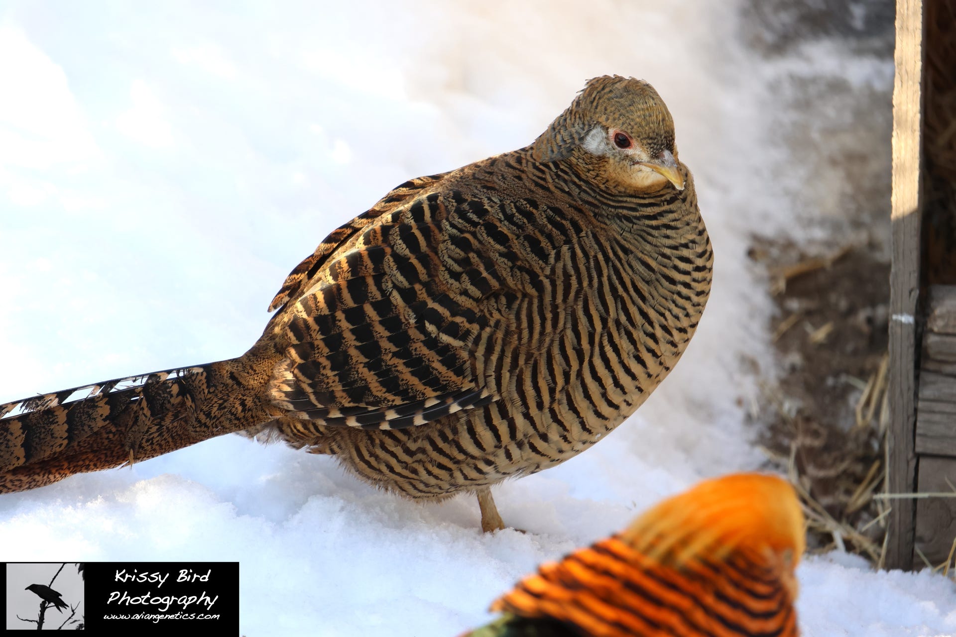 Pheasant Ridge - Red Golden Pheasant Female