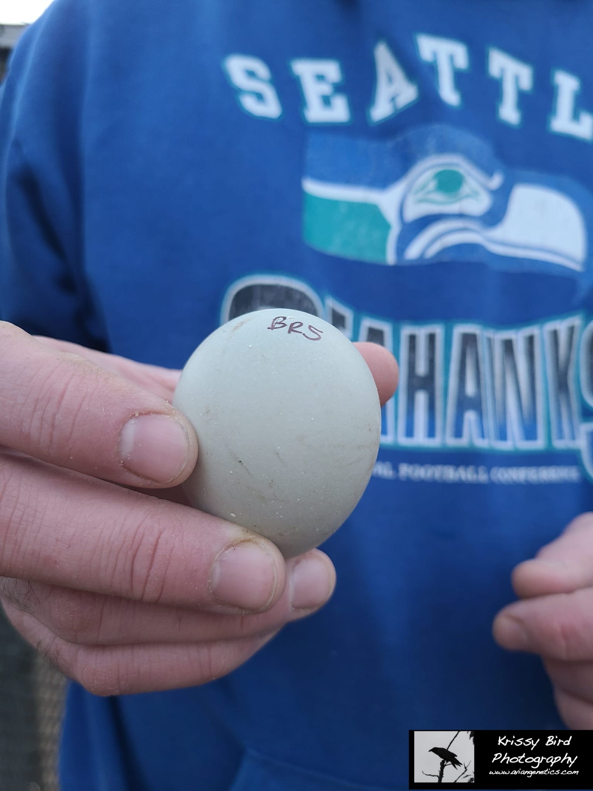 Pheasant Ridge - Brown Eared Pheasant Egg