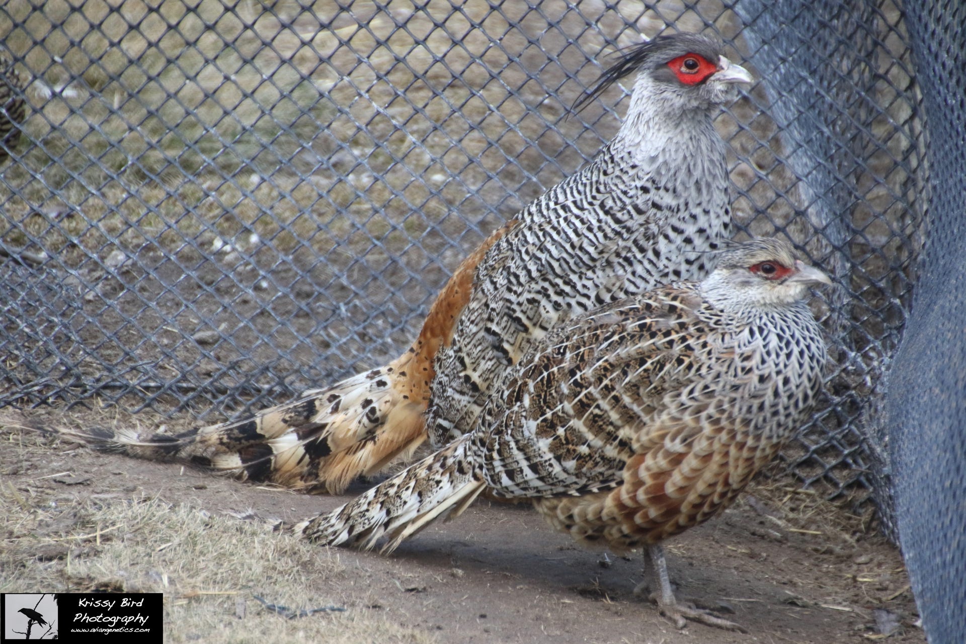 Pheasant Ridge - Cheer Pheasant Pair