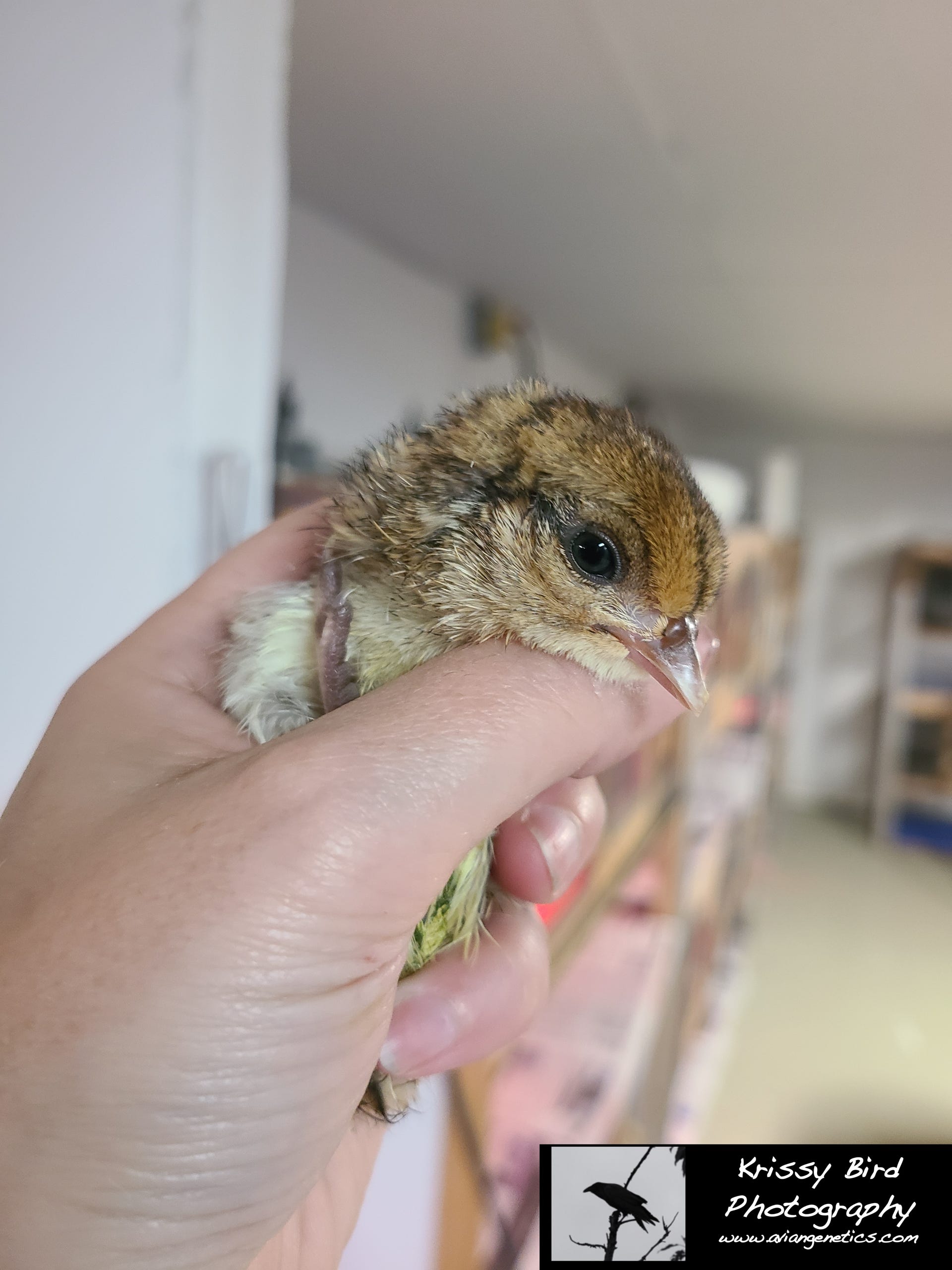 Pheasant Ridge - Blue Eared Pheasant Chick