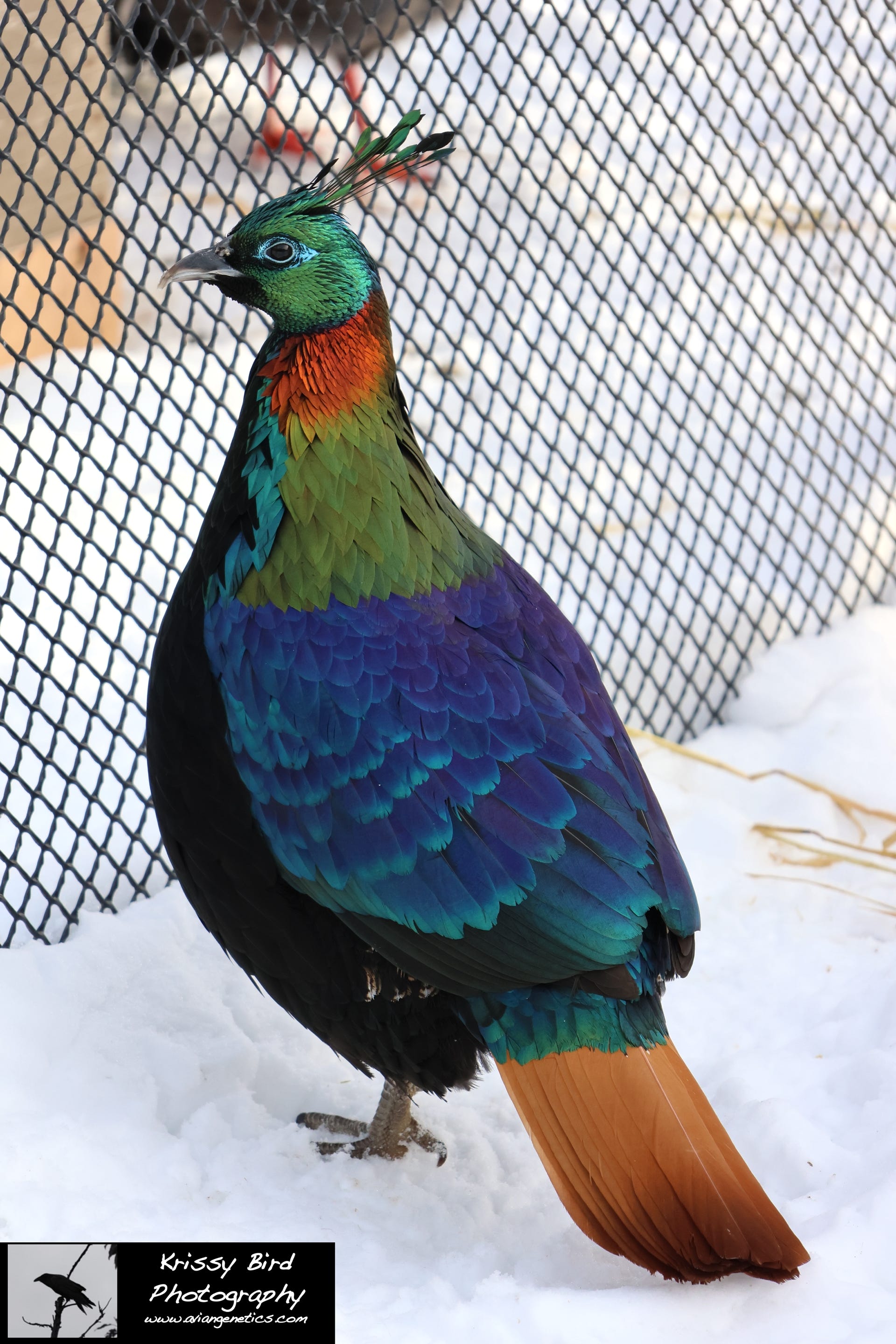 Pheasant Ridge - Impeyan Pheasant Male