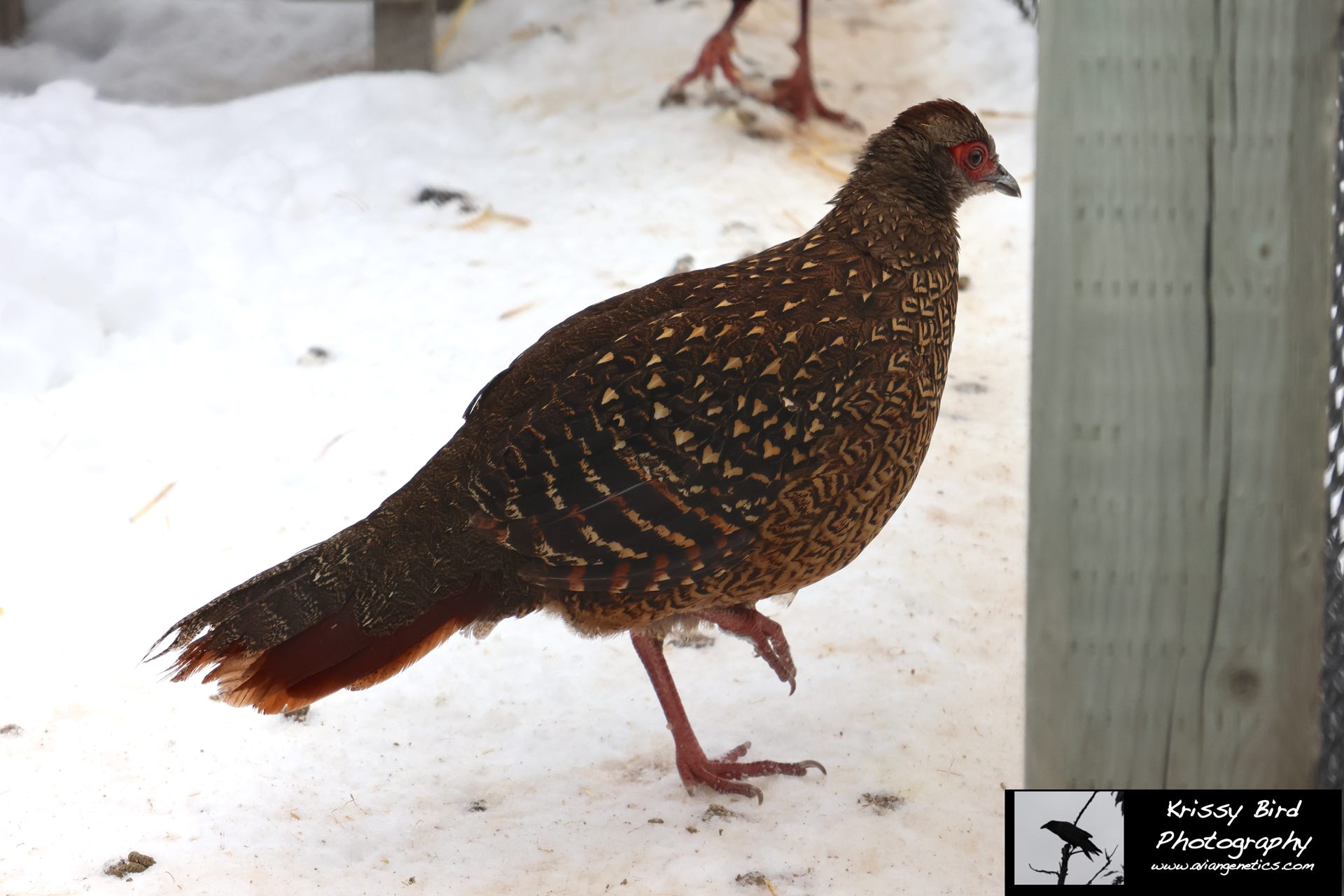 Pheasant Ridge Swinhoe Pheasant Female