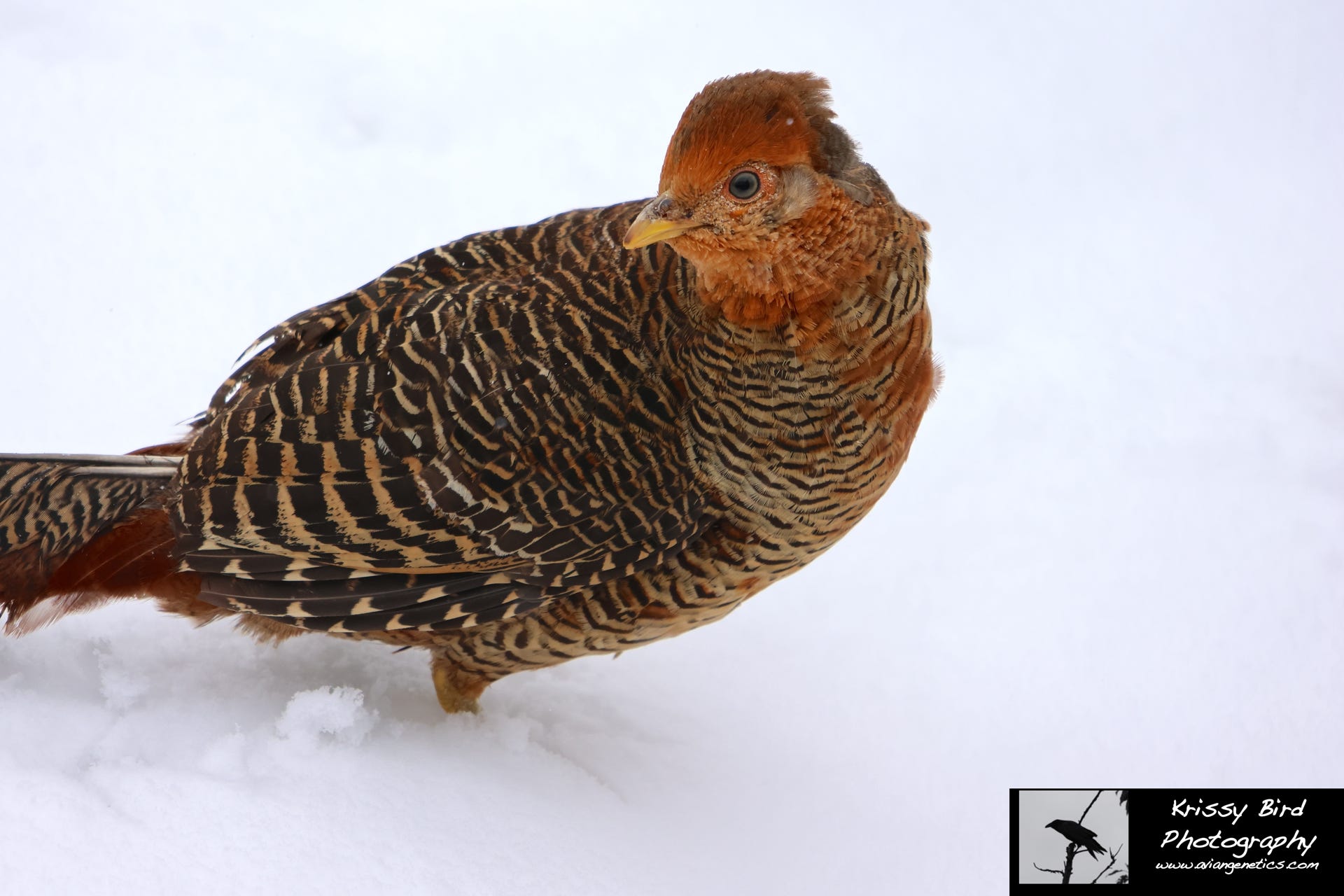 Pheasant Ridge - Young Red Golden Pheasant Male