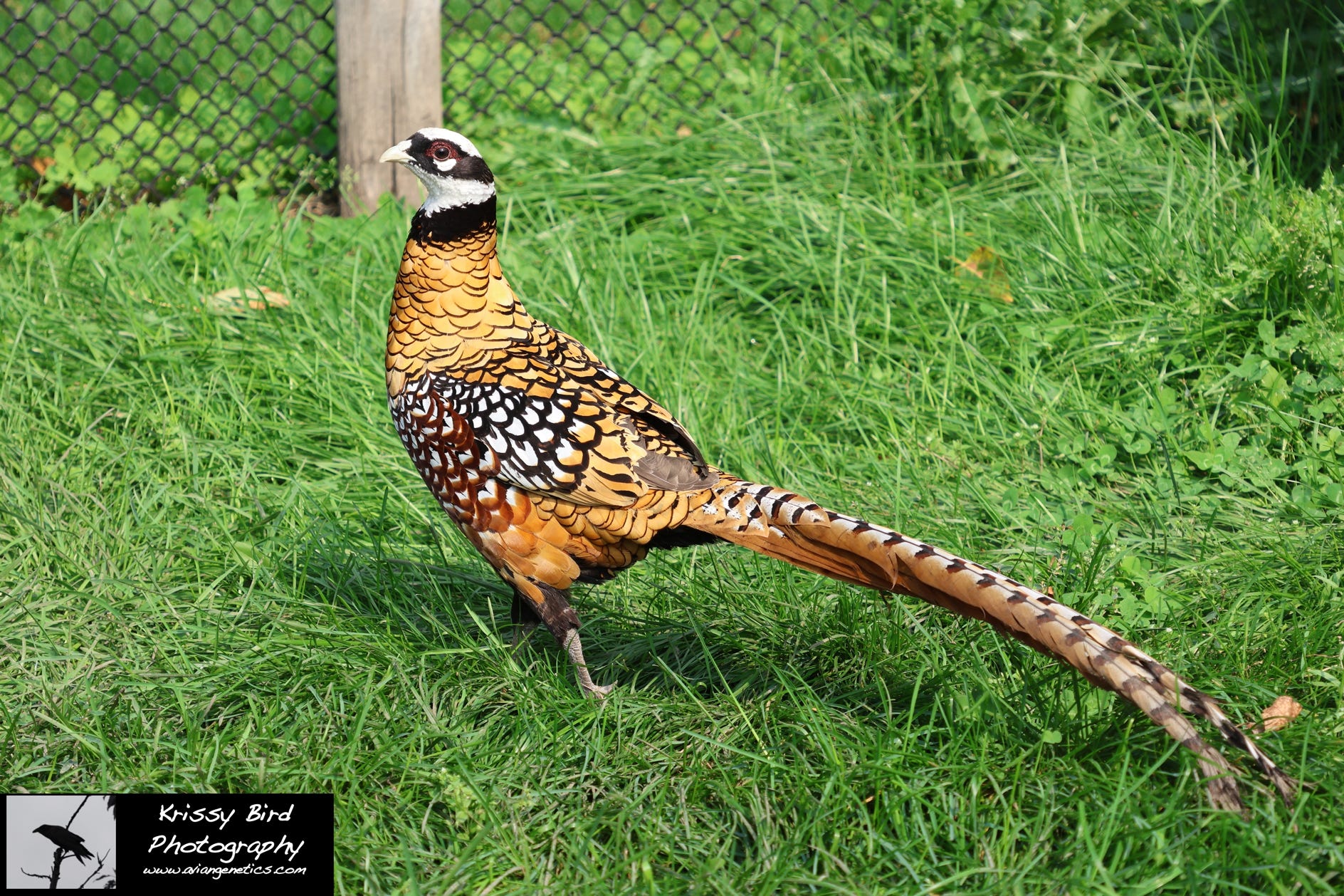 Pheasant Ridge - Reeves Pheasant Male