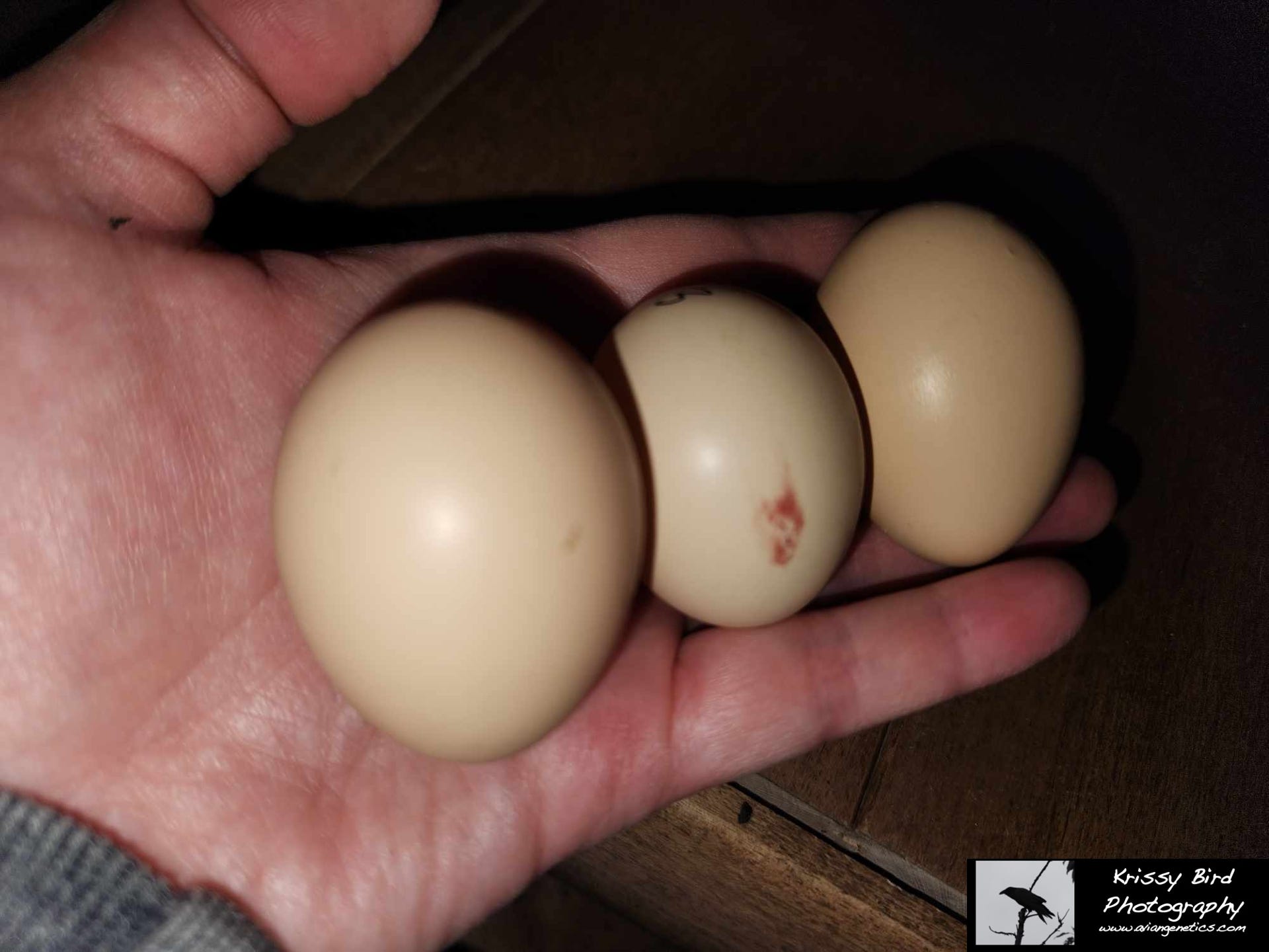 Pheasant Ridge - Red Golden Pheasant Eggs