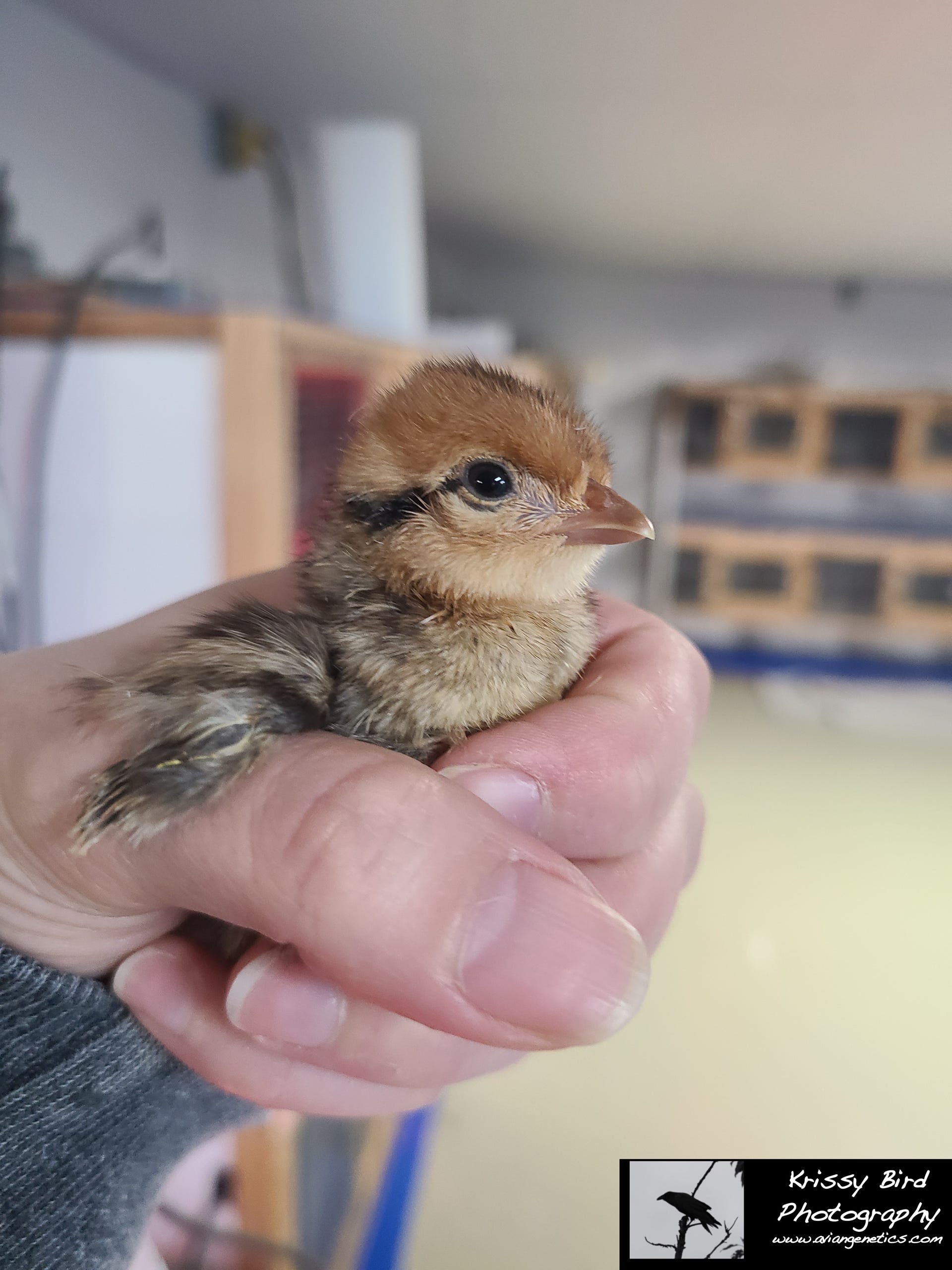 Pheasant Ridge - Reeves Pheasant Chick