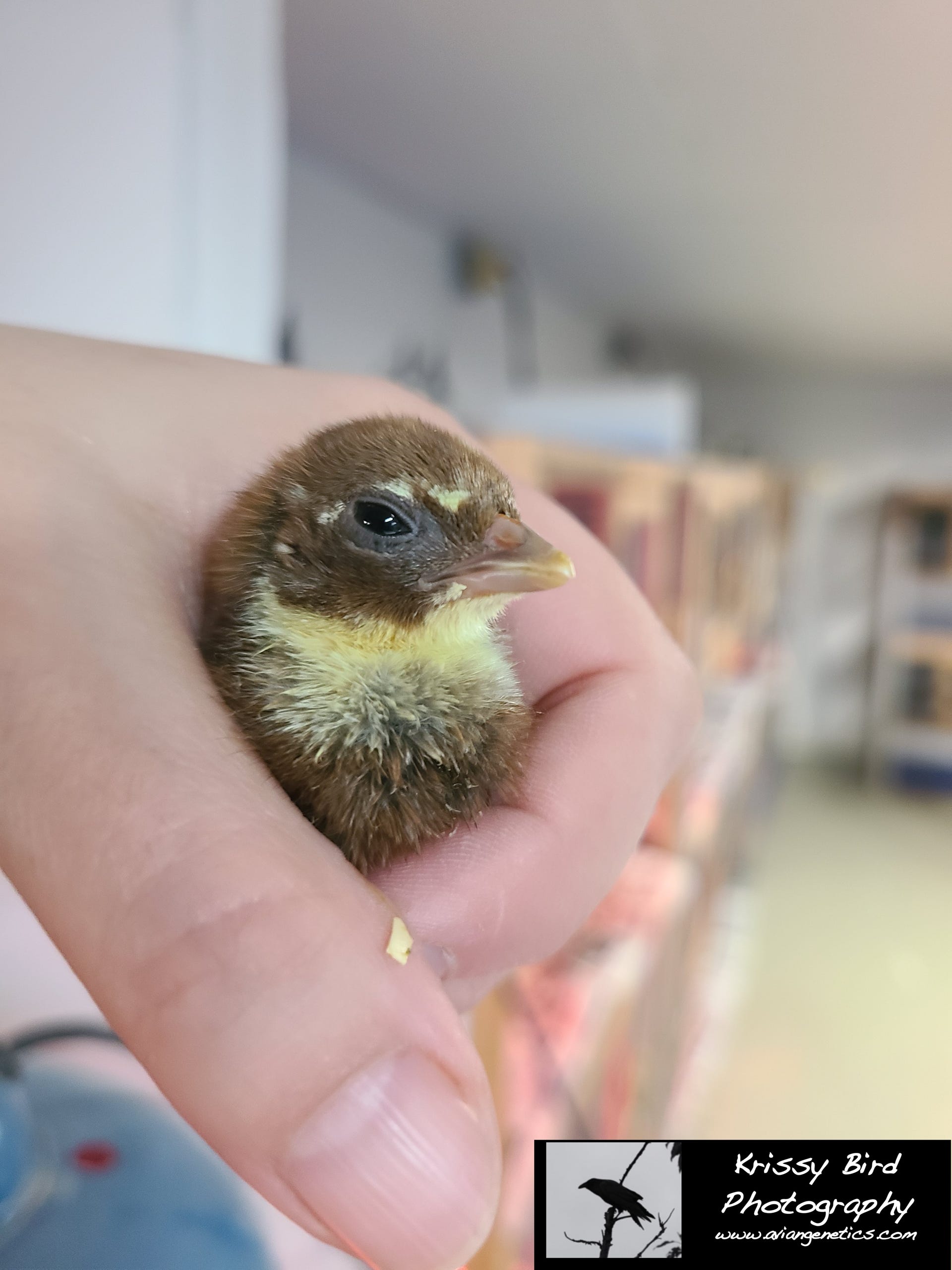 Pheasant Ridge - Flame Golden Pheasant Chick