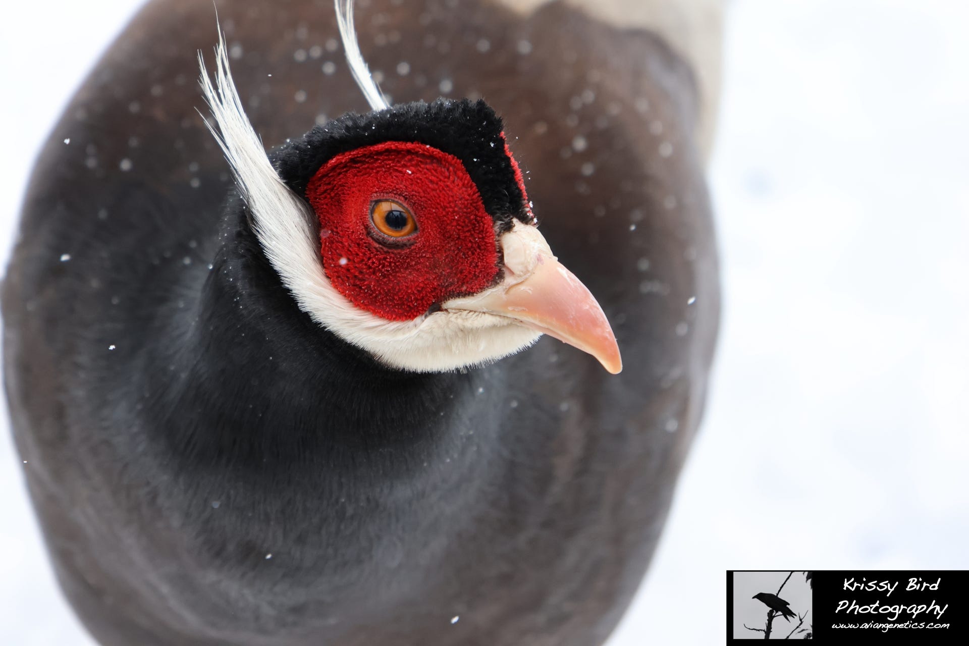 Pheasant Ridge Brown Eared Pheasant Male