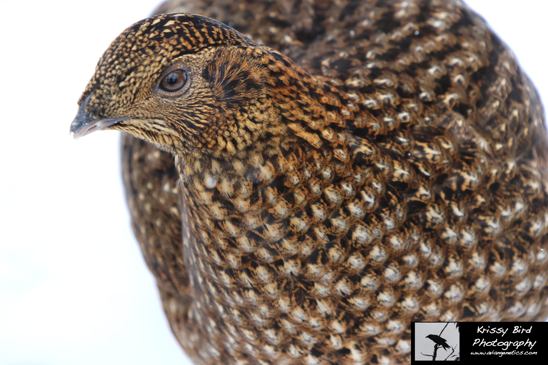 Pheasant Ridge Temminck's Tragopan Pheasant Female