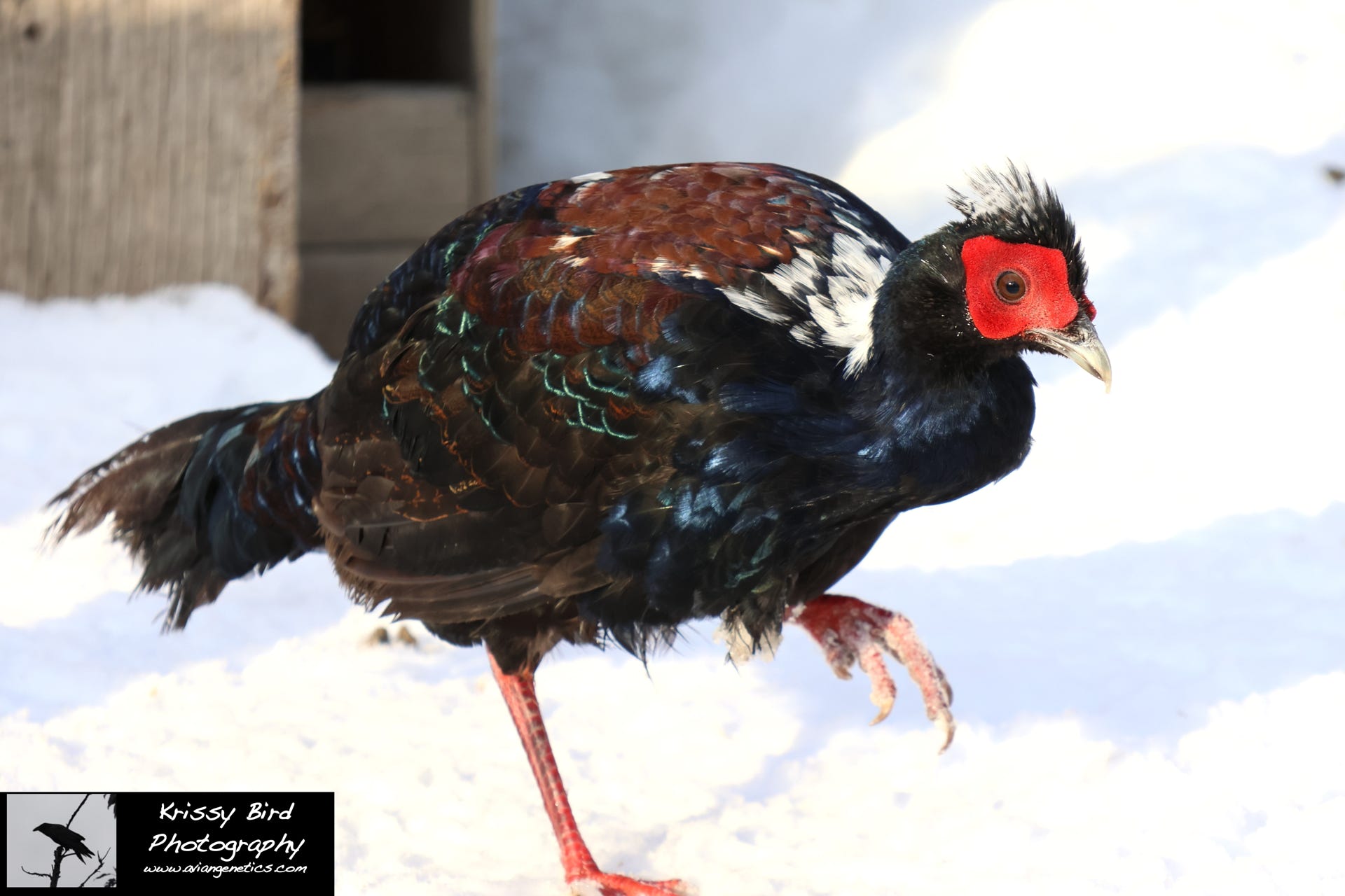 Pheasant Ridge - Young Swinhoe Pheasant Male