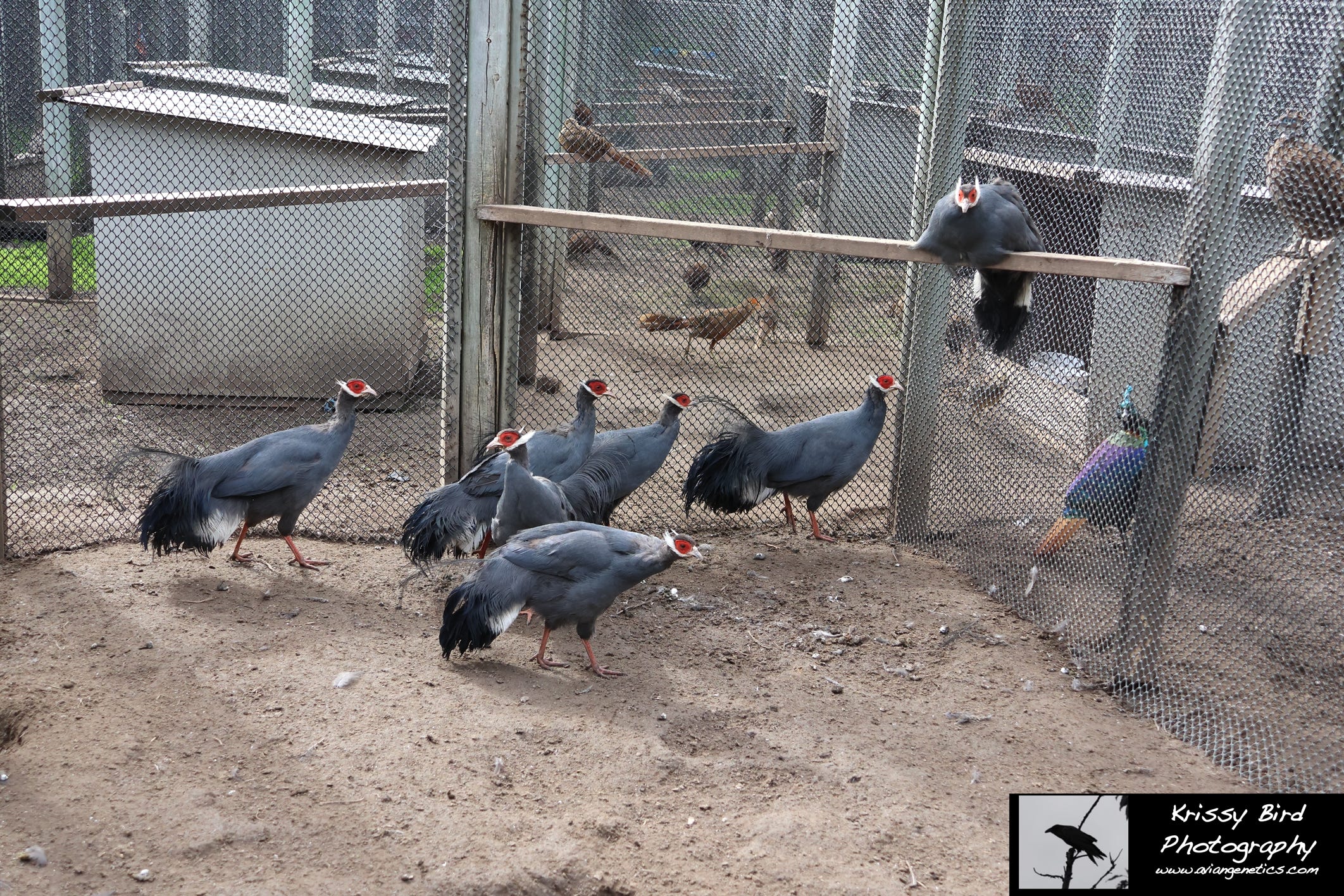 Pheasant Ridge - Blue Eared Pheasant Chicks