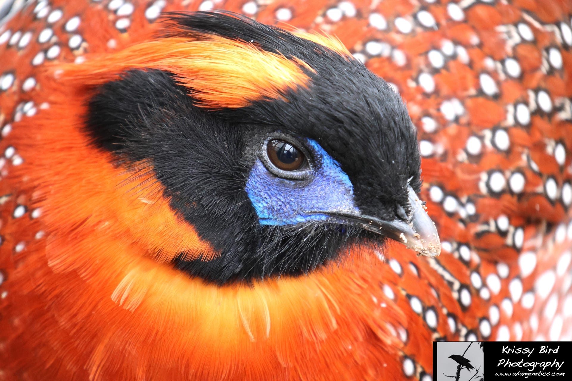 Pheasant Ridge - Temminck's Tragopan Pheasant Male