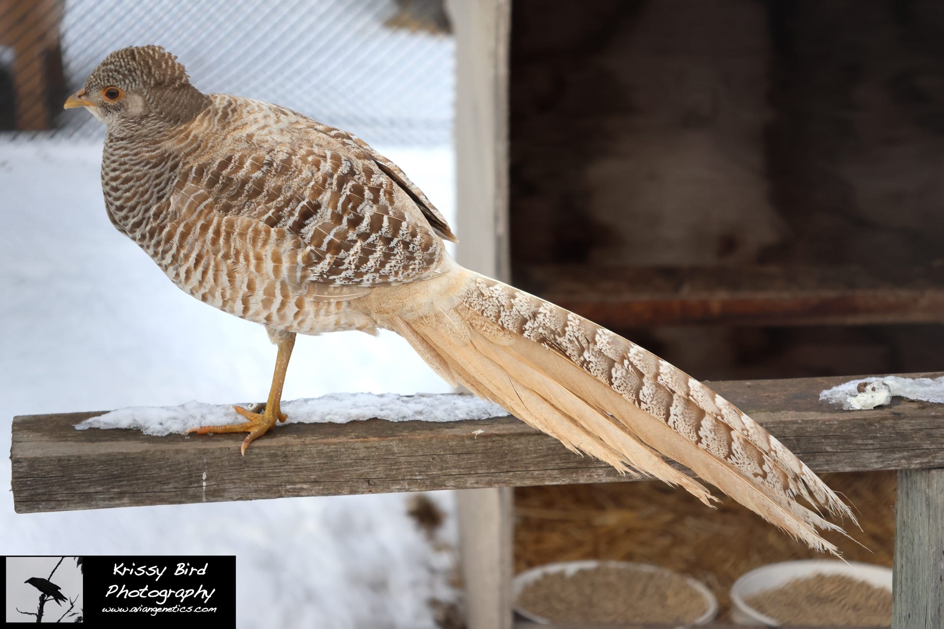 Pheasant Ridge - Yellow Golden Pheasant Female