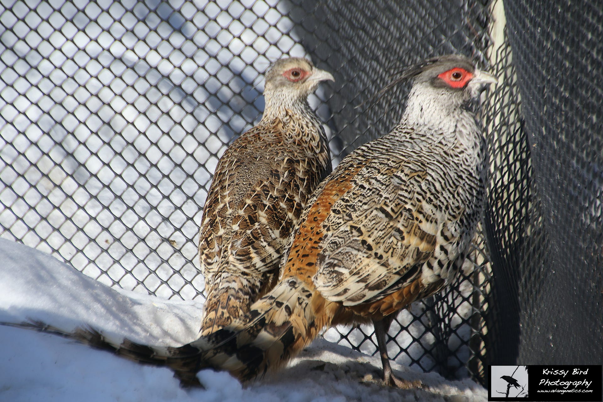 Pheasant Ridge - Cheer Pheasant Pair