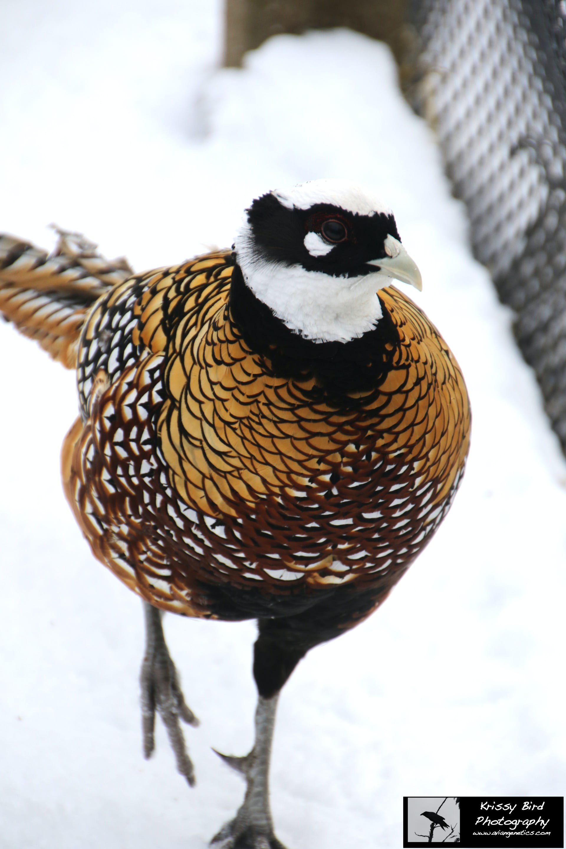 Pheasant Ridge - Reeves Pheasant Male
