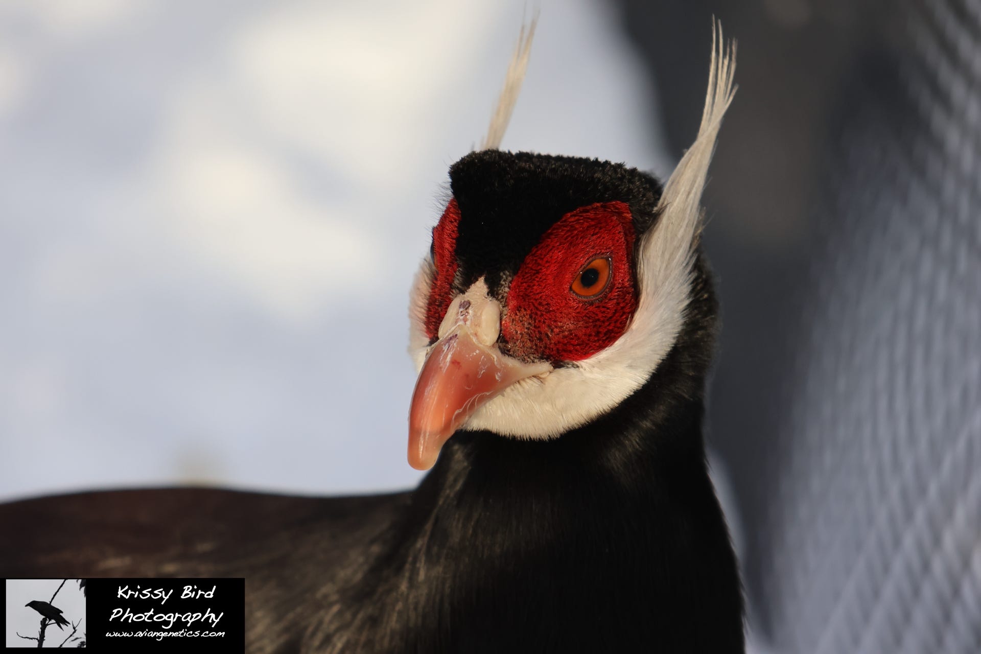 Pheasant Ridge - Brown Eared Pheasant Male