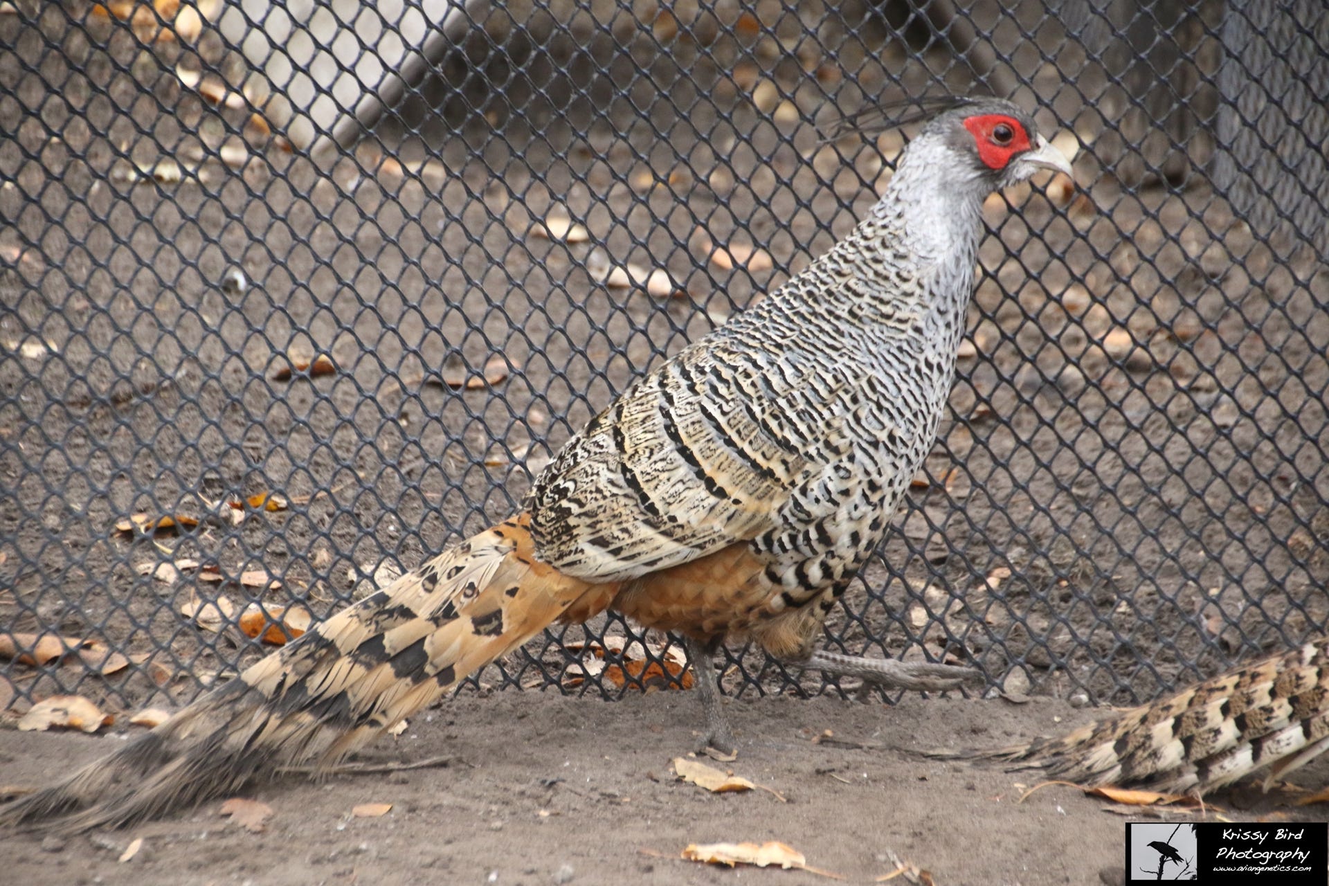 Pheasant Ridge - Cheer Pheasant Male
