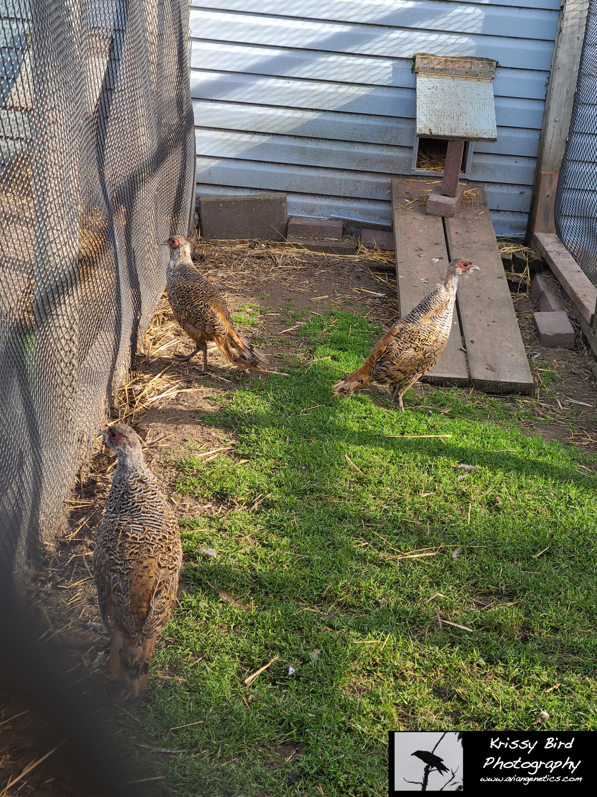 Pheasant Ridge - Cheer Pheasant Chicks
