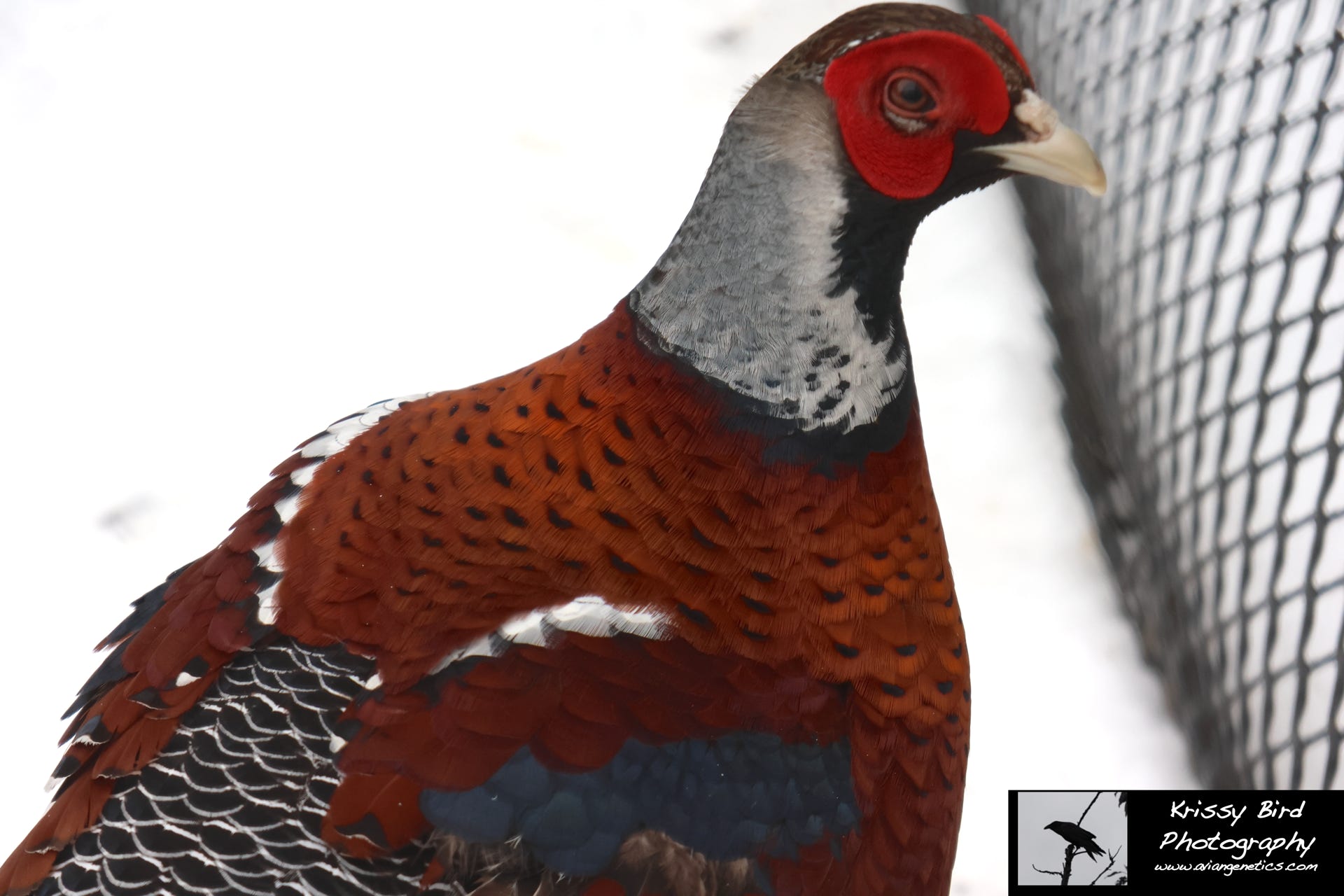 Pheasant Ridge - Elliot Pheasant Male