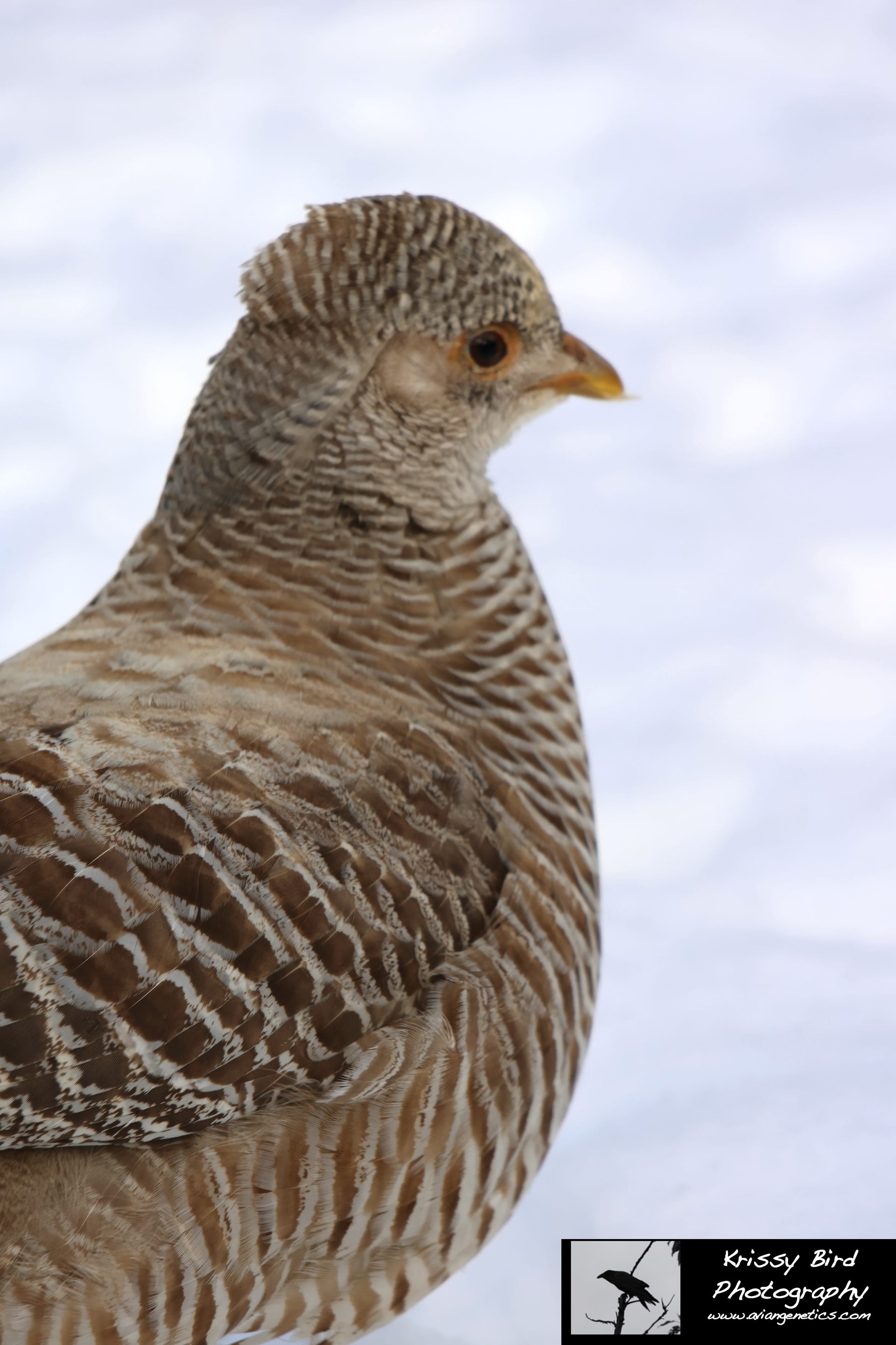 Pheasant Ridge - Yellow Golden Pheasant Female