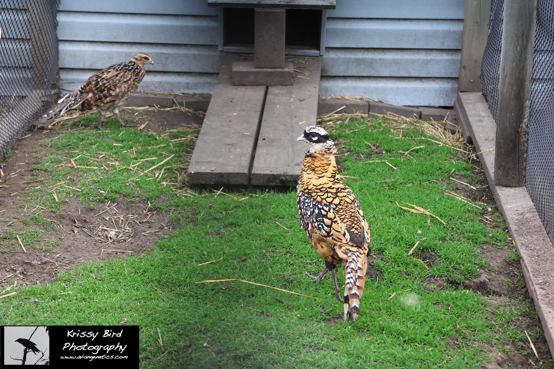 Pheasant Ridge - Young Reeves Pheasant Pair