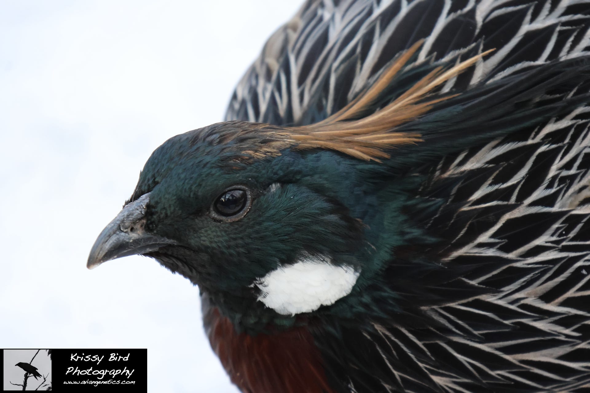 Pheasant Ridge Koklass Pheasant Male