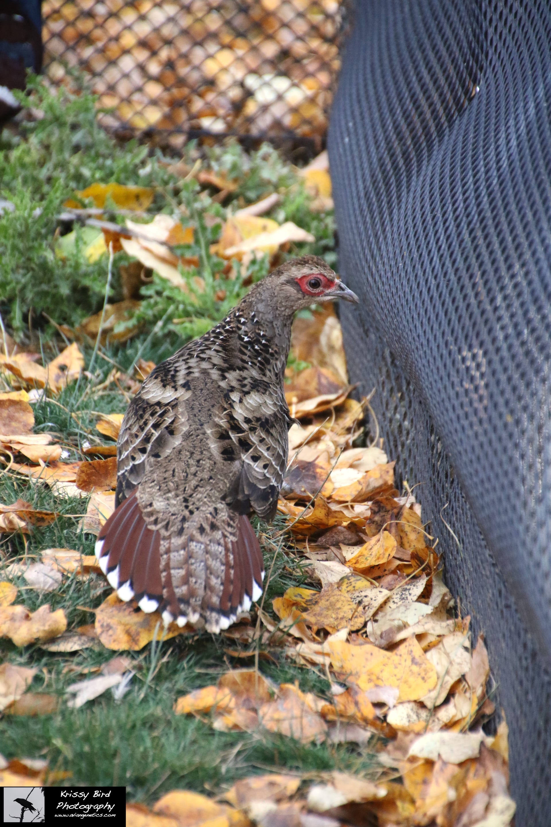 Pheasant Ridge - Humes Pheasant Female