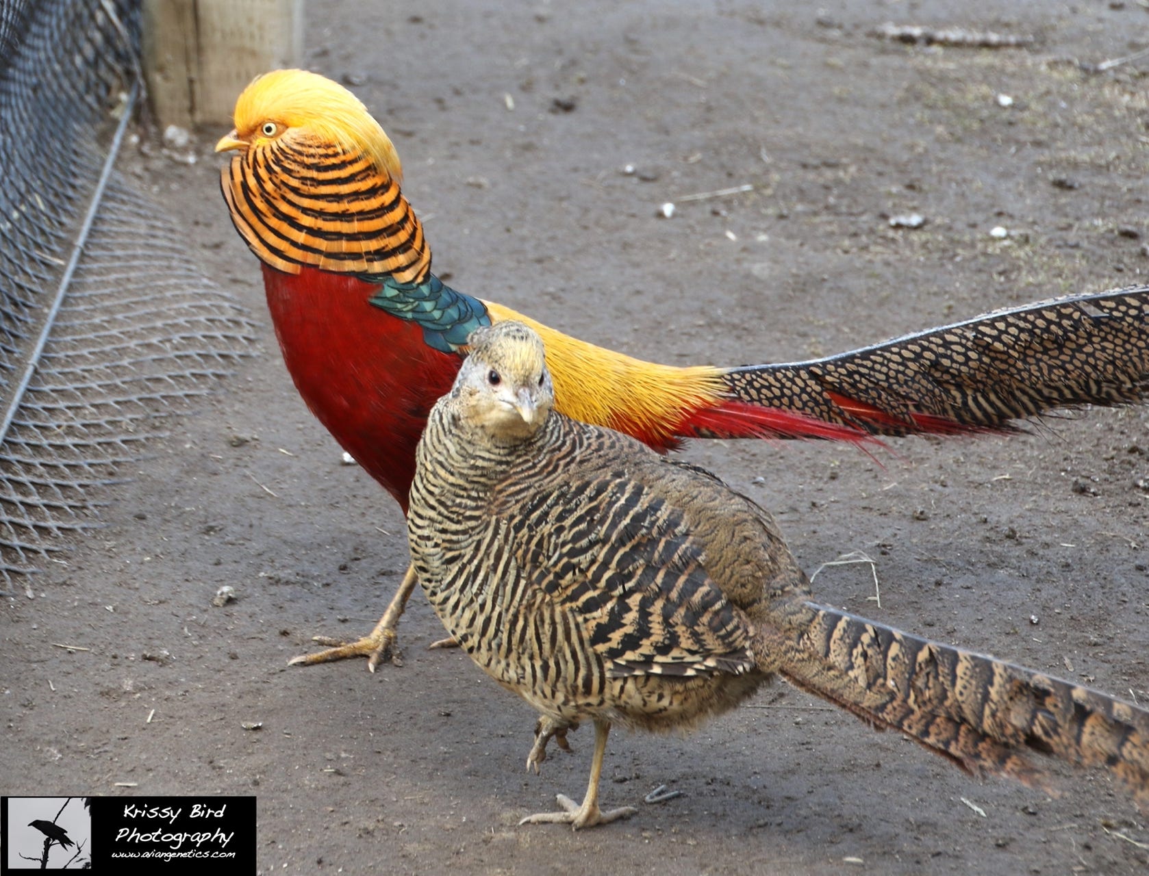Pheasant Ridge - Red Golden Pheasants