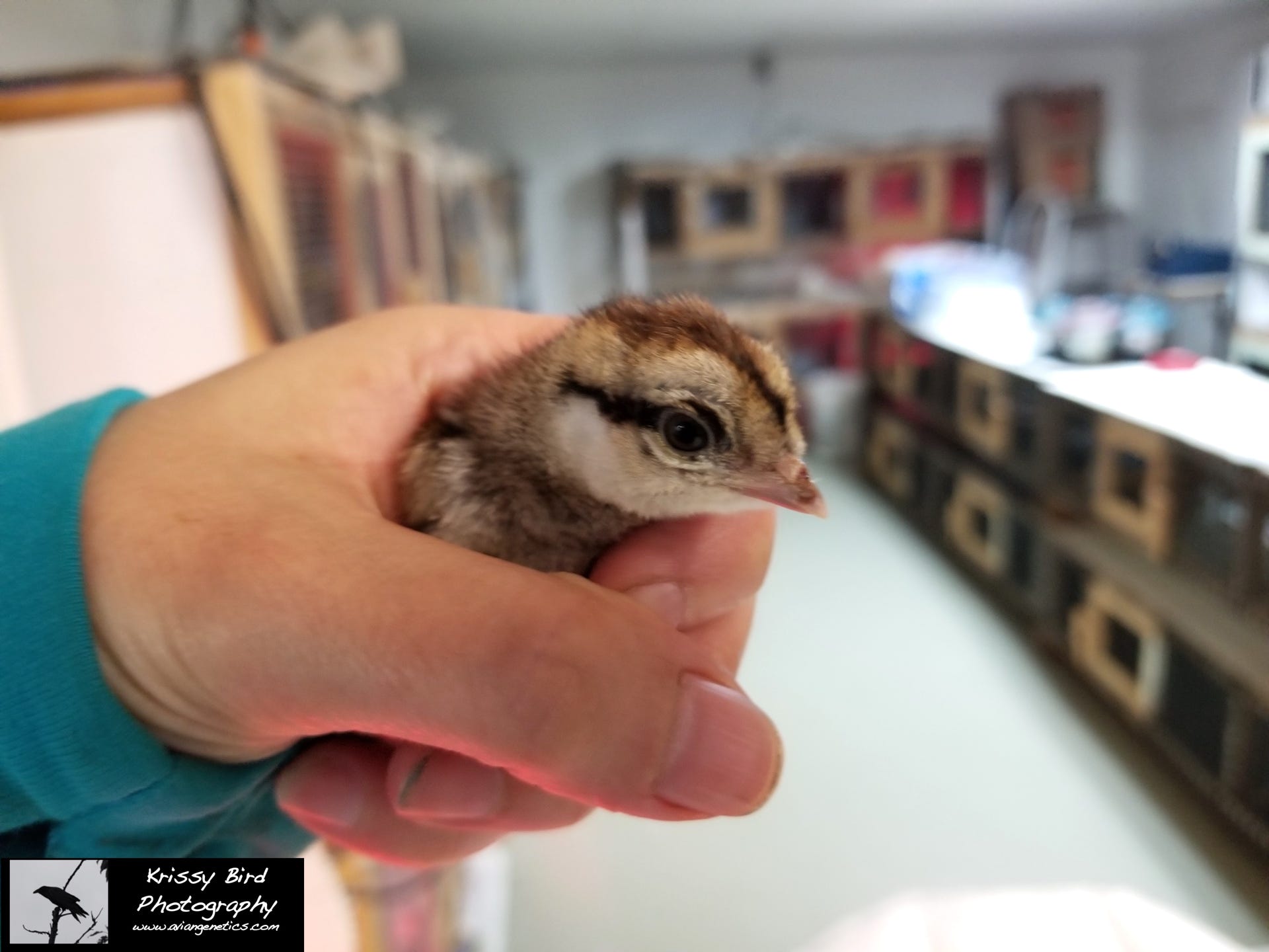 Pheasant Ridge - Elliot Pheasant Chick