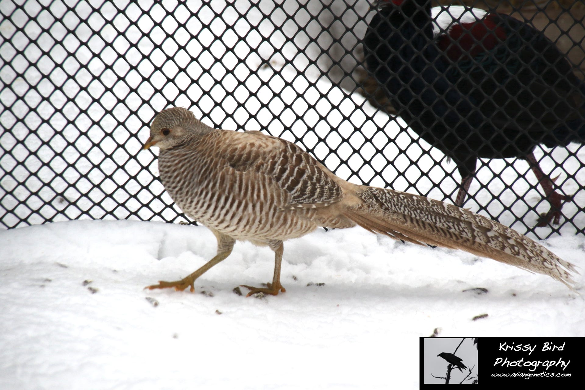 Pheasant Ridge - Yellow Golden Pheasant Female
